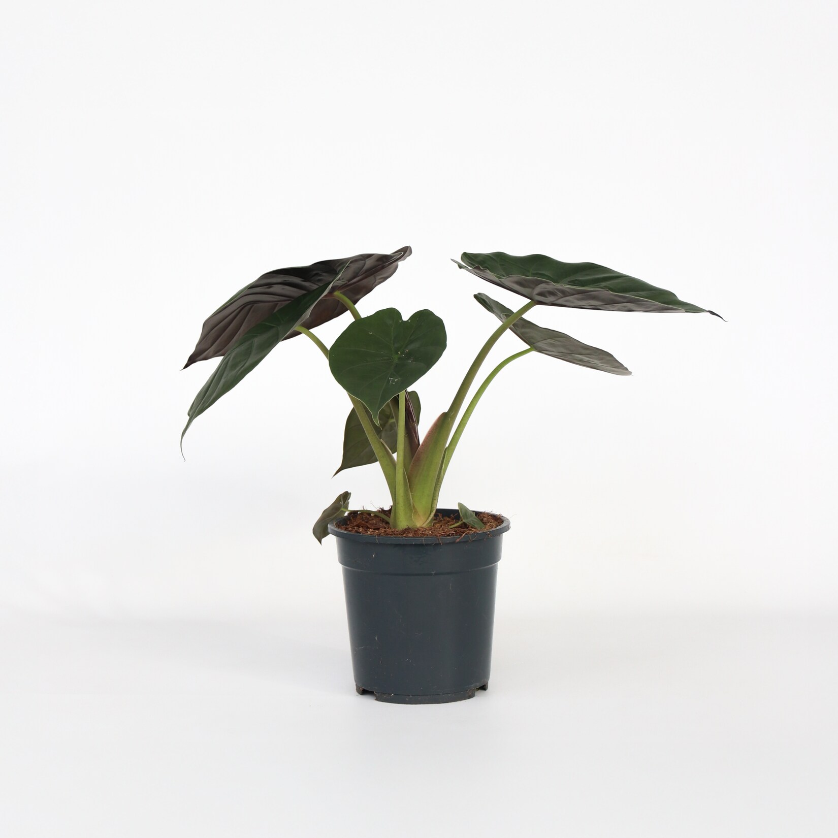 Plant in a Box – Elefantenohr – Alocasia ‚Wentii‘ – Höhe 70-80 cm – Topf 19 cm | 08721278900602