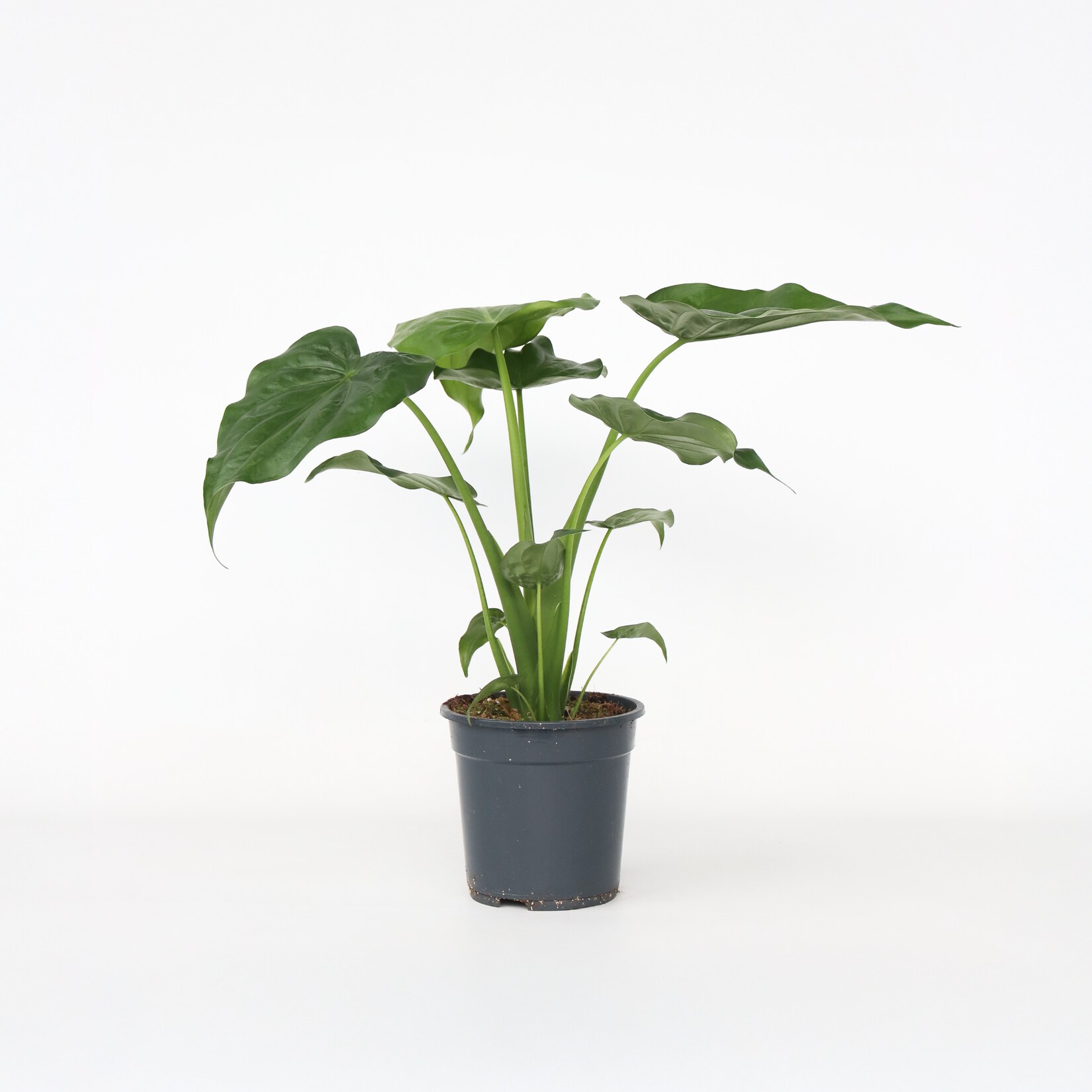 Plant in a Box – Elefantenohr – Alocasia ‚Cucullata‘ – Höhe 70-80 cm – Topf 19cm | 08721278900633