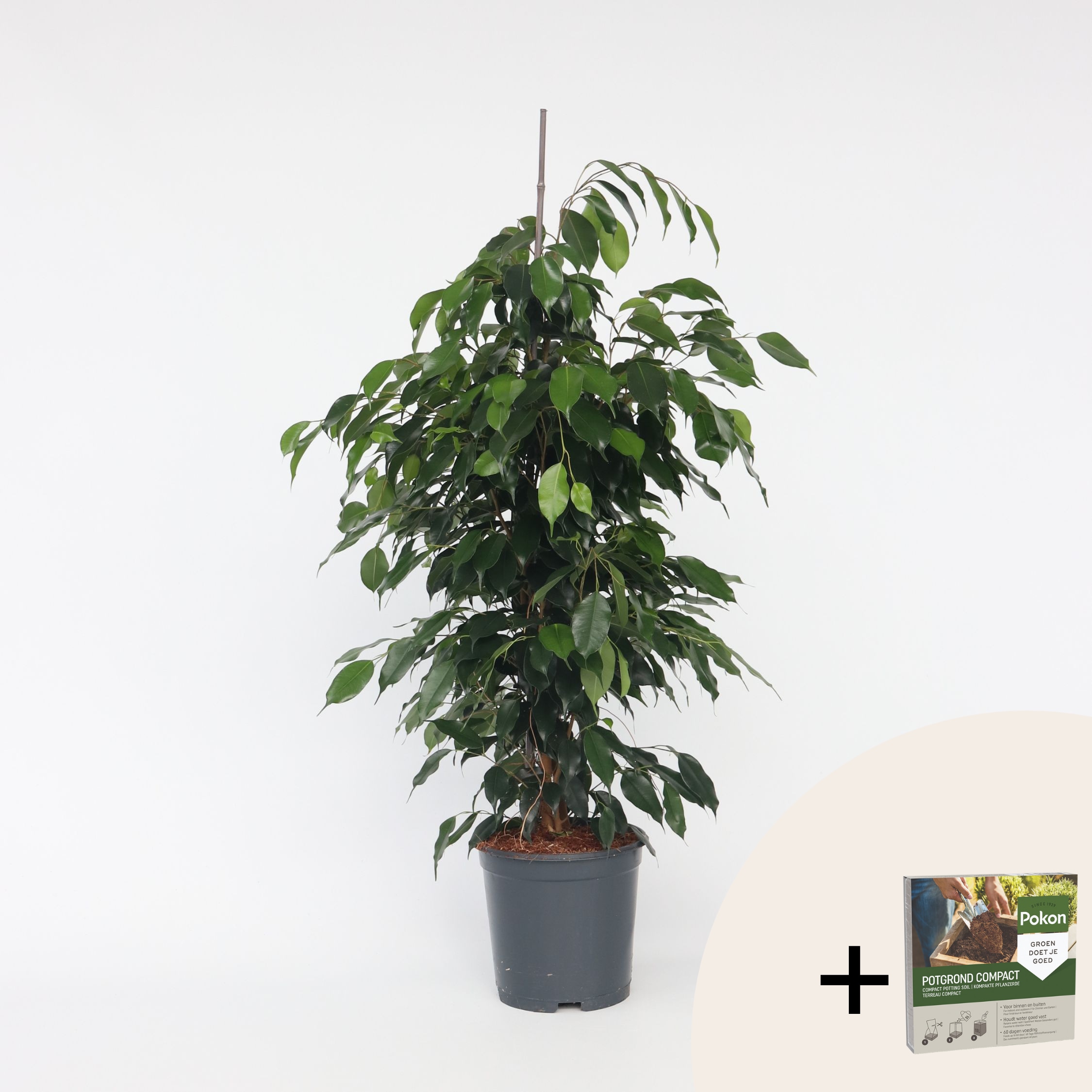 Plant in a Box - Geigenpflanze - Ficus benjamina 'Danielle' - H&ouml;he 100-110cm - Topf 21cm - Bild 1