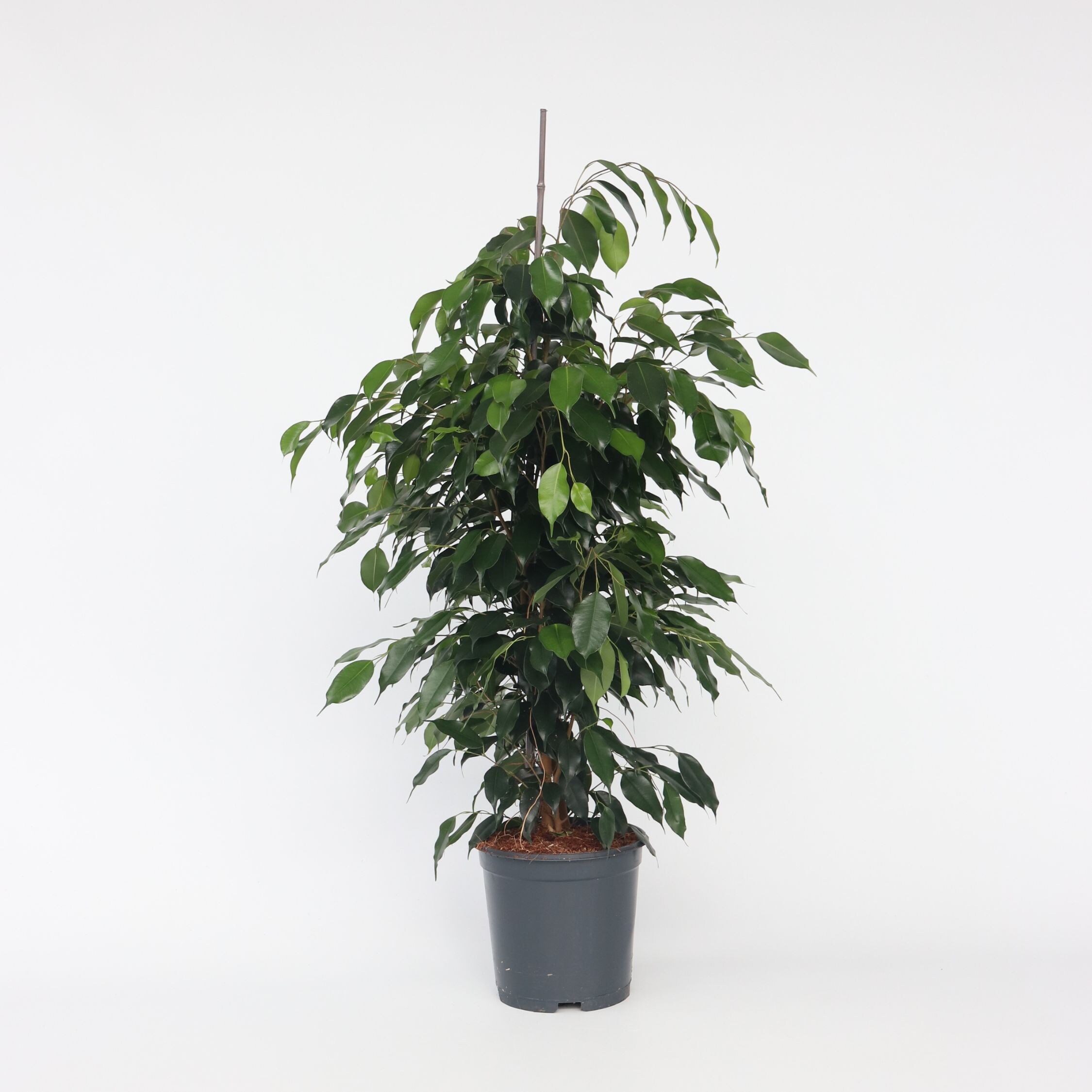 Plant in a Box - Geigenpflanze - Ficus benjamina 'Danielle' - H&ouml;he 100-110cm - Topf 21cm - Bild 1