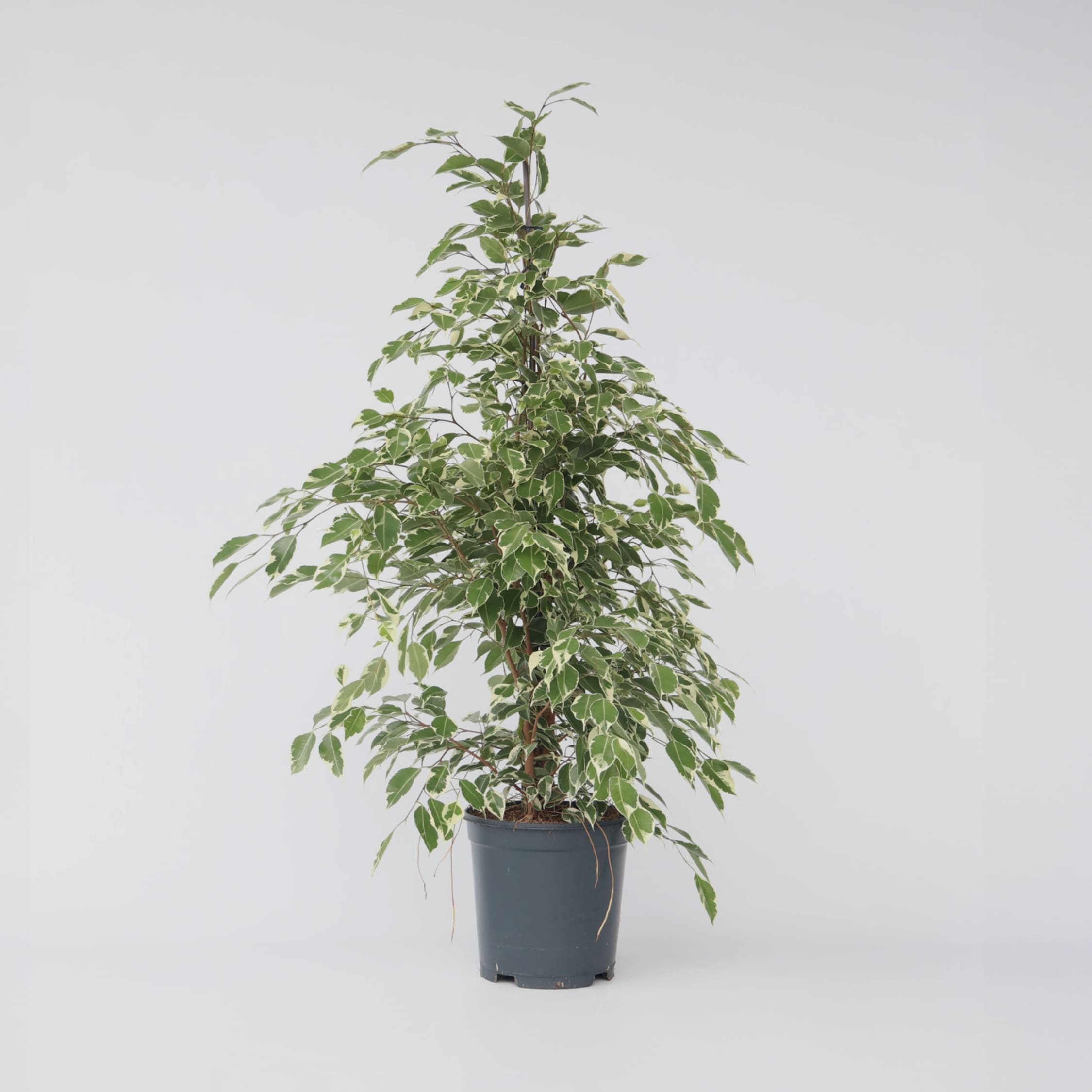 Plant in a Box - Geigenpflanze - Ficus Benjamina 'Twilight' - H&ouml;he 100-110cm - Topf 21cm - Bild 1