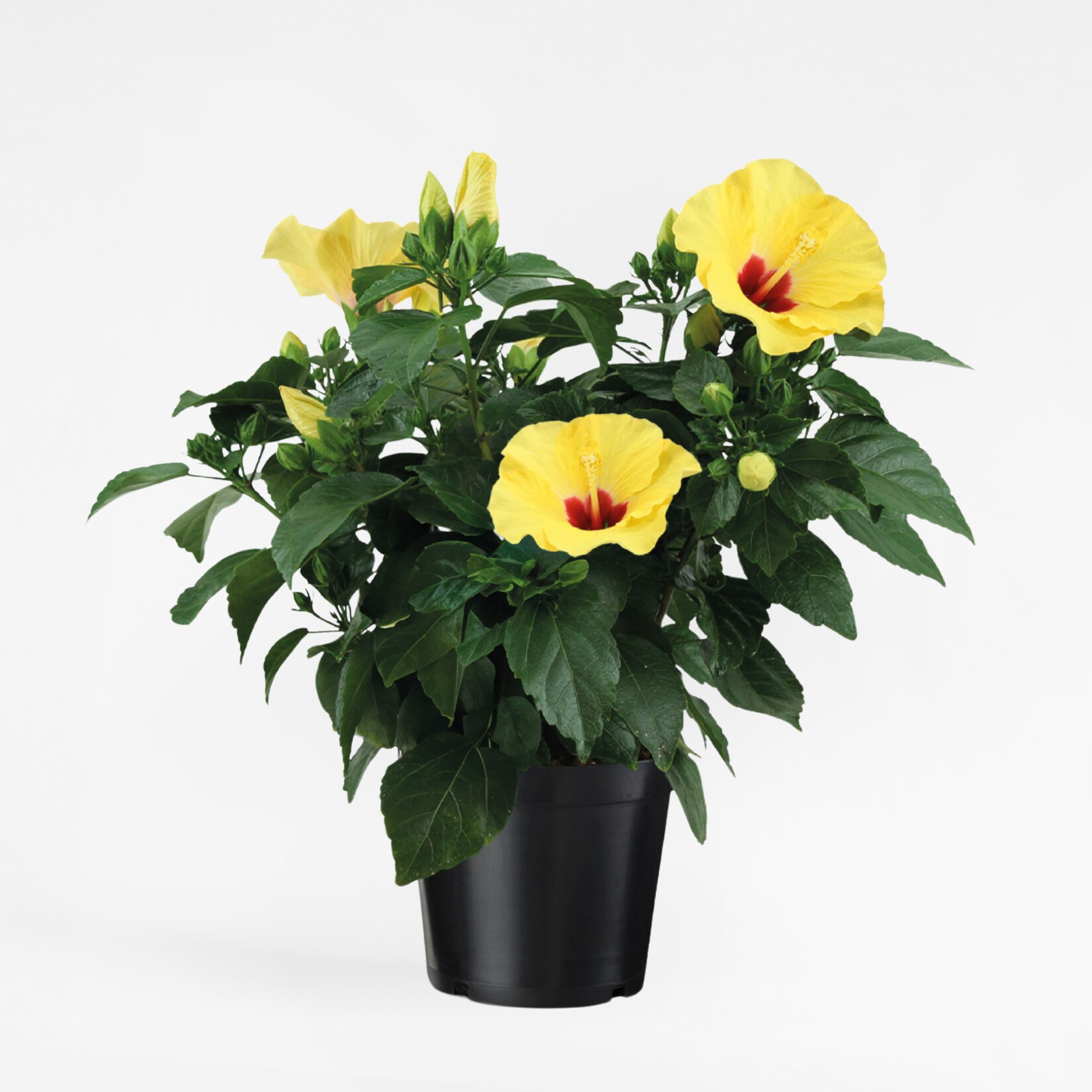 Plant in a Box – Gelbe Chinesische Hibiskus – Hibiscus rosa-sinensis – Höhe 40-50cm – ø17cm | 08721278901951