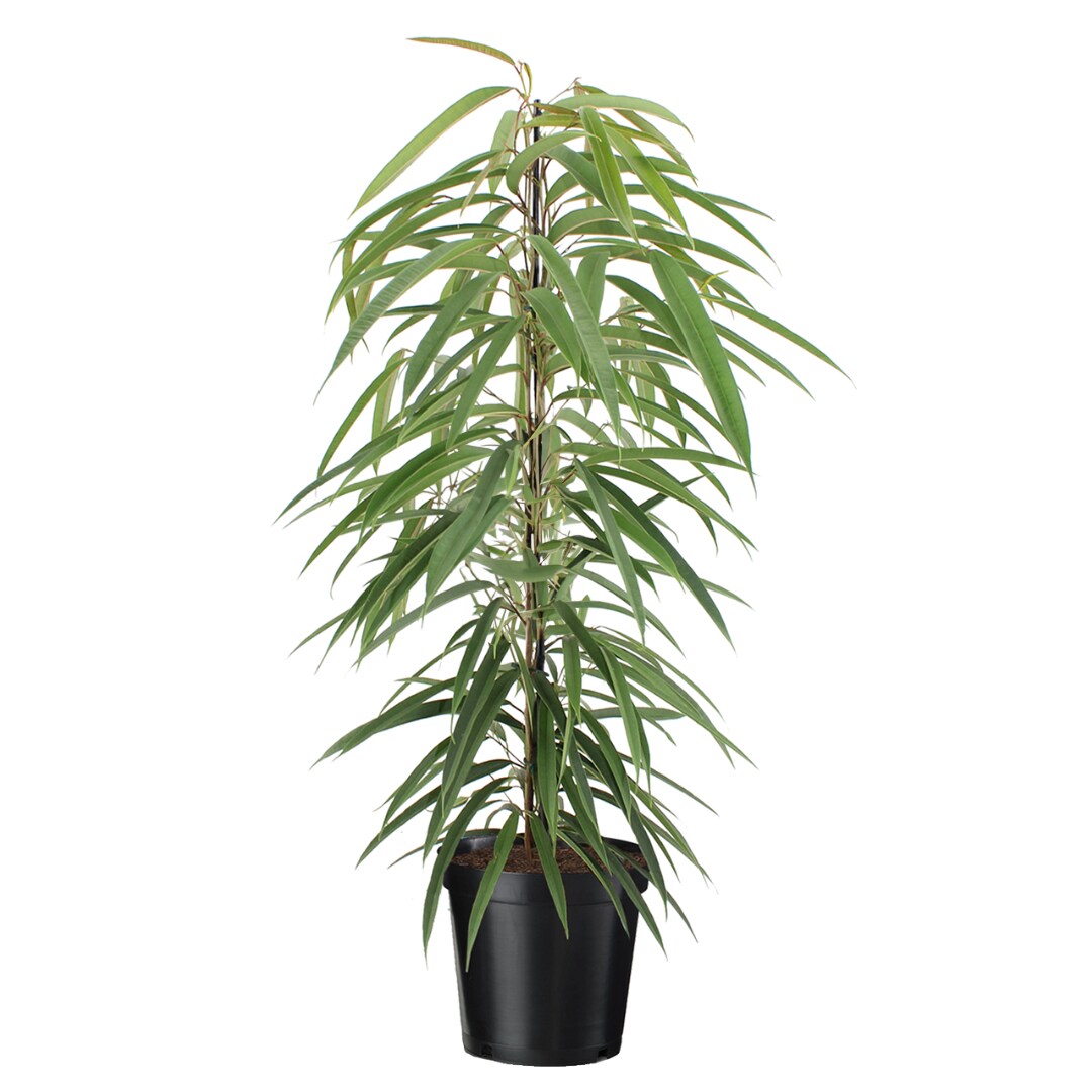 Plant in a Box - Geigenpflanze - Ficus binnendijkii - H&ouml;he 100-110cm - Topf 21cm - Bild 1