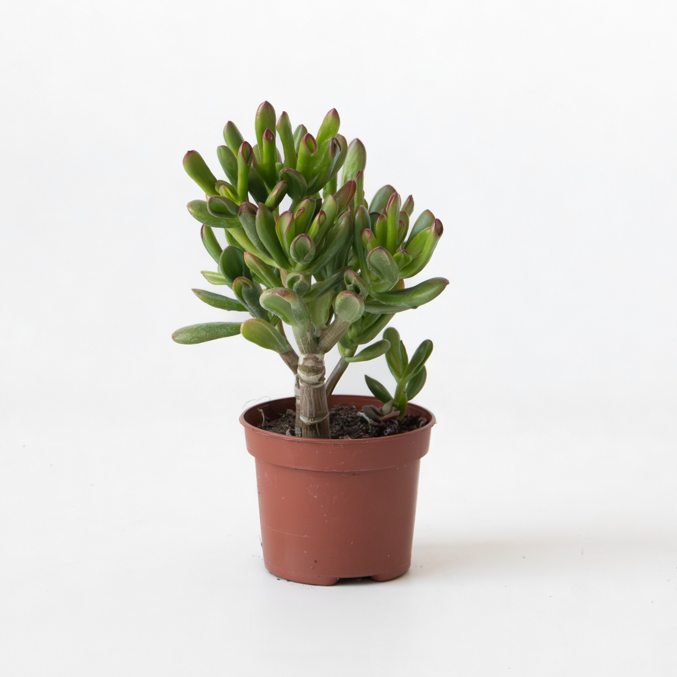 Plant in a Box - Pfennigbaum - Crassula ovata 'Gollum' - H&ouml;he 15-25 cm - Topf 12 cm - Bild 1