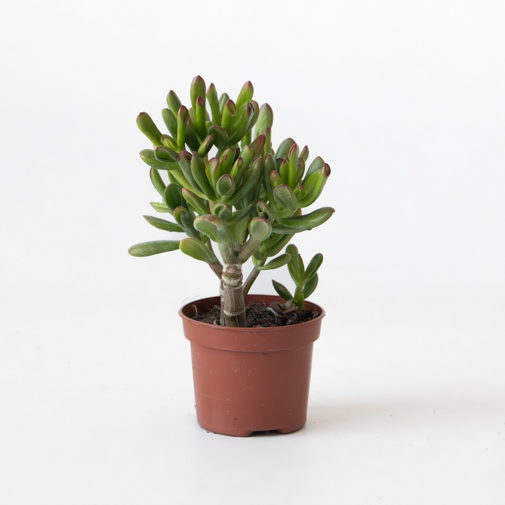Plant in a Box – Pfennigbaum – Crassula ovata ‚Gollum‘ – Höhe 15-25 cm – Topf 12 cm | 08721278902224