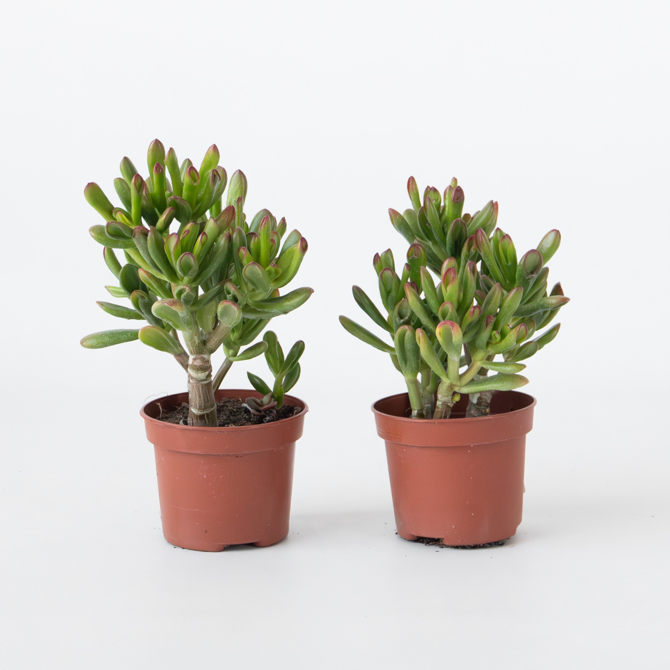 Plant in a Box - Pfennigbaum - 2er Set - Crassula ovata 'Gollum' - H&ouml;he 15-25 cm - Topf 12 cm - Bild 1