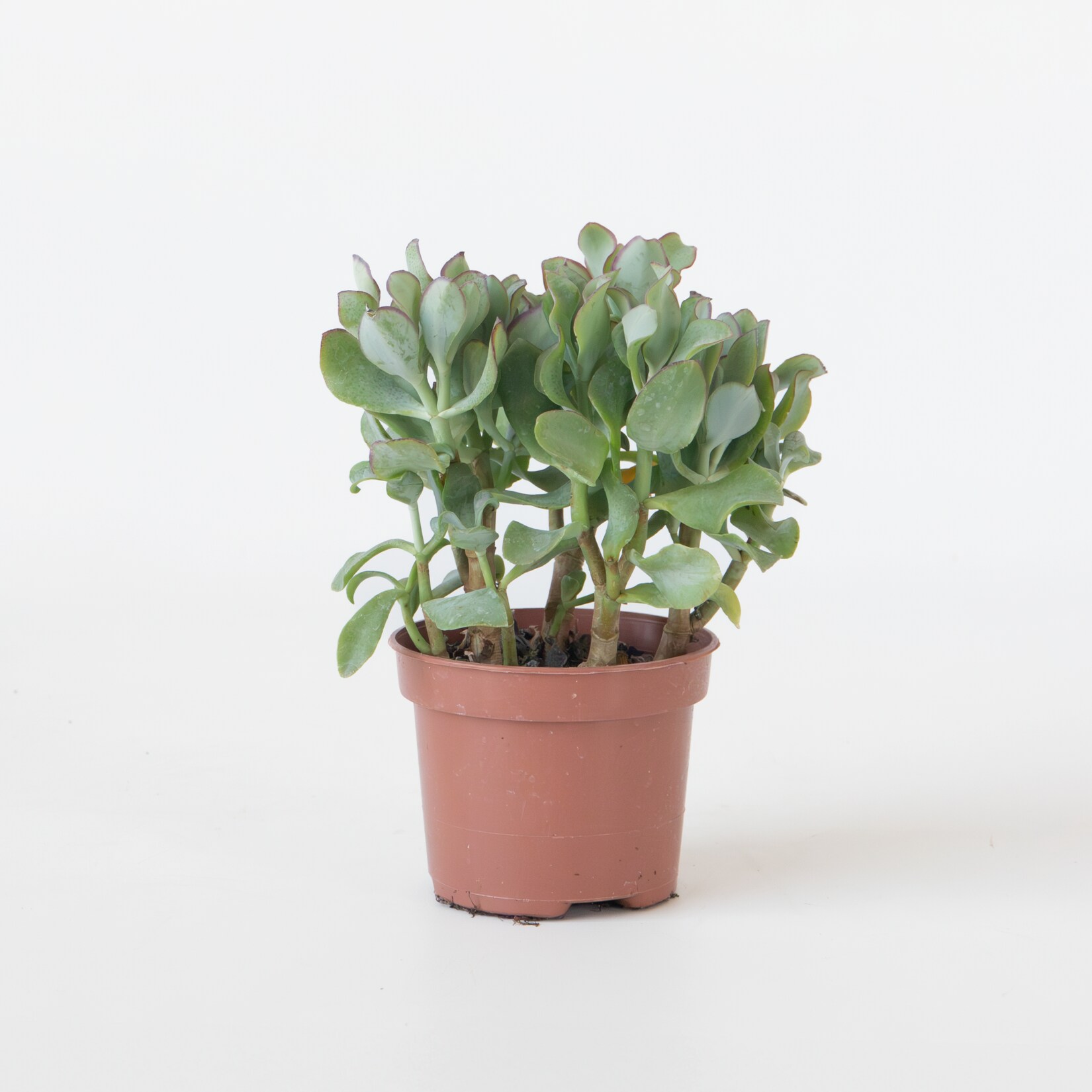 Plant in a Box – Jadepflanze – Crassula arborescens ‚Curly‘ – Höhe 15-25 cm – Topf 12 cm | 08721278902200