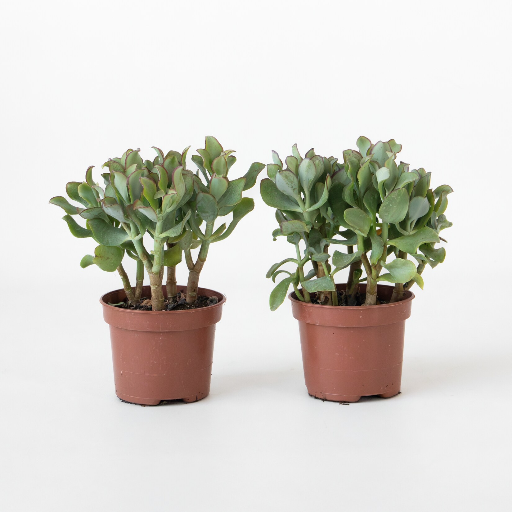 Plant in a Box – Jadepflanze – 2er-Set – Crassula arborescens ‚Curly‘ – Topf 12 cm | 08721278902217