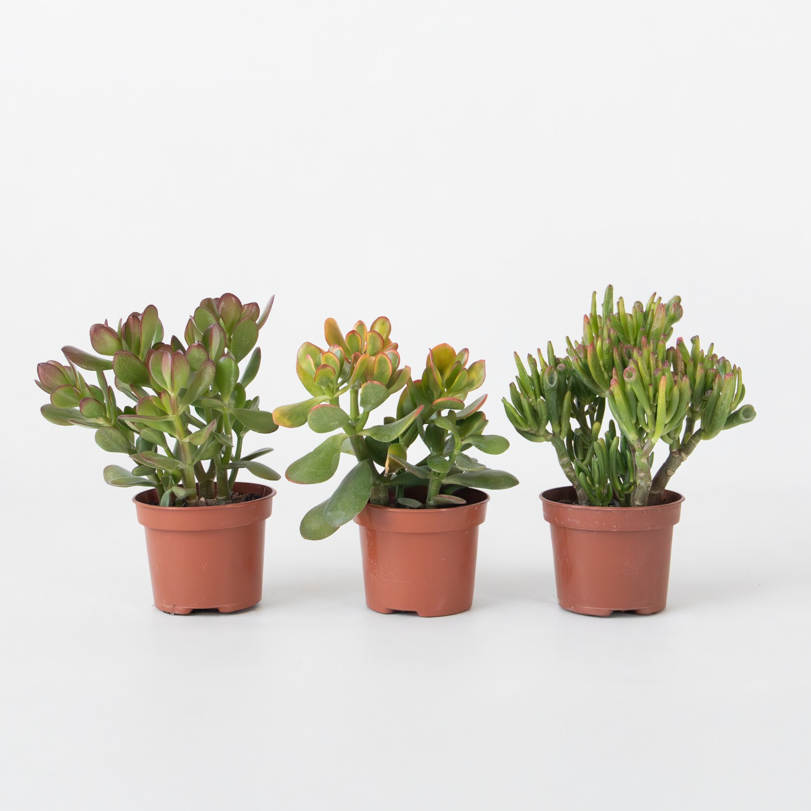 Plant in a Box – Geldbaum – 3er-Set – Crassula Minor, Hobbit, Sunset – Höhe 10-25 cm – ø12 cm | 08721278902316