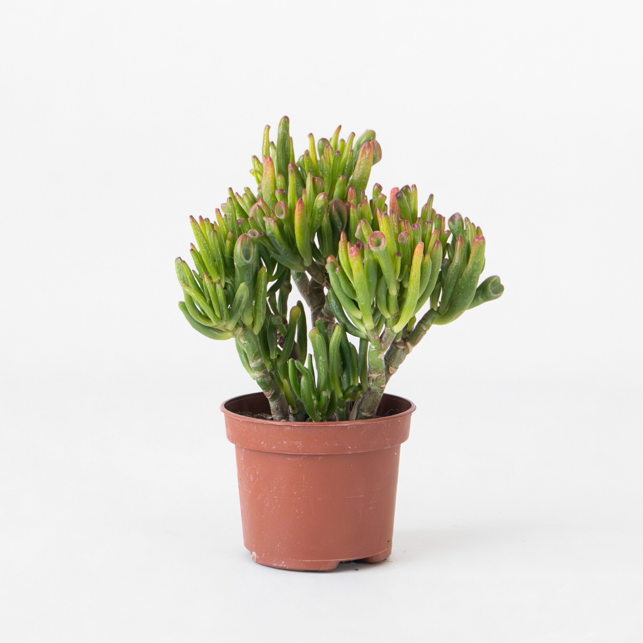 Plant in a Box - Jadepflanze - Crassula ovata 'Hobbit' - H&ouml;he 10-20cm - Topf 12cm - Bild 1