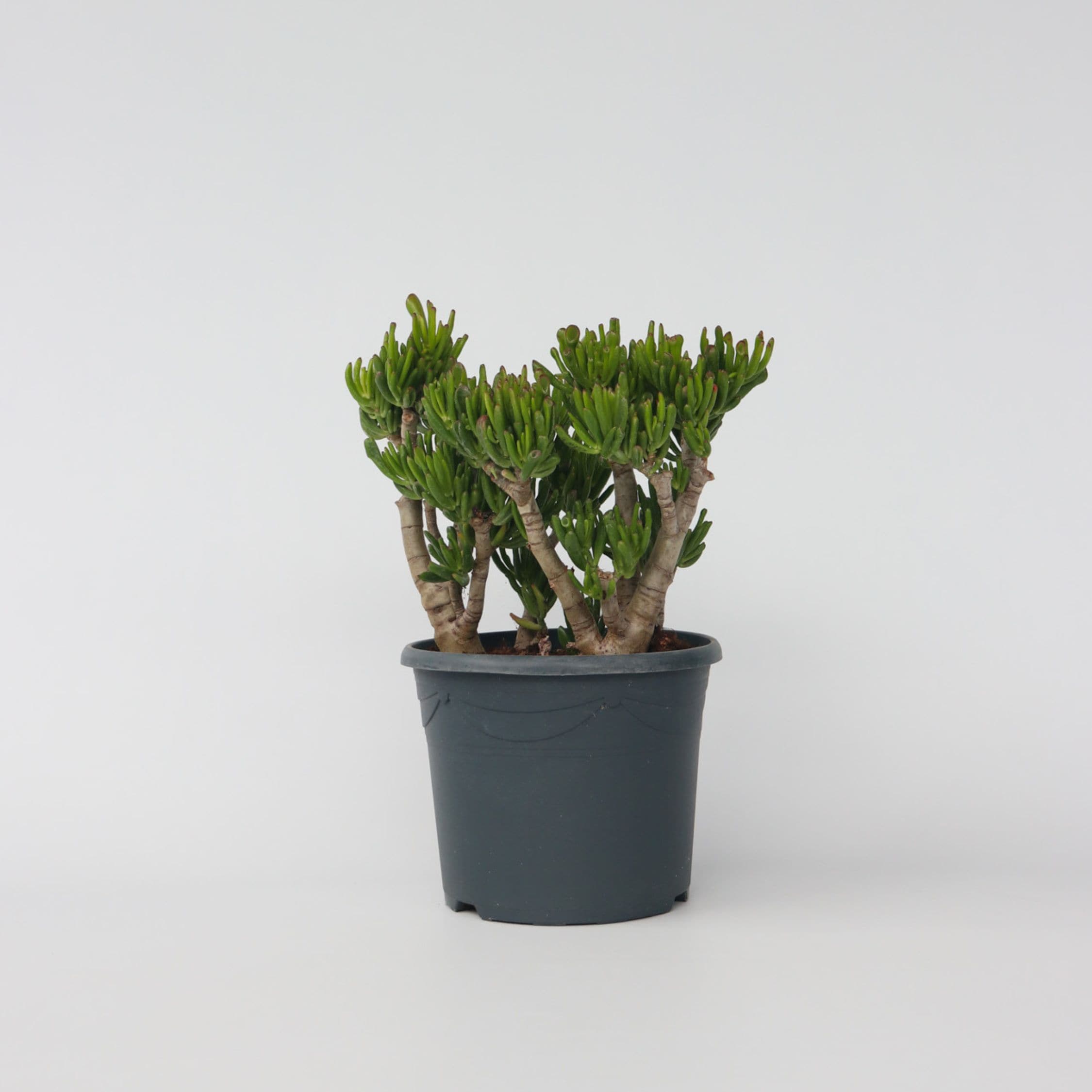 Plant in a Box - Jadepflanze - Crassula ovata 'Hobbit' - H&ouml;he 55-60cm - Topf 30cm - Bild 1