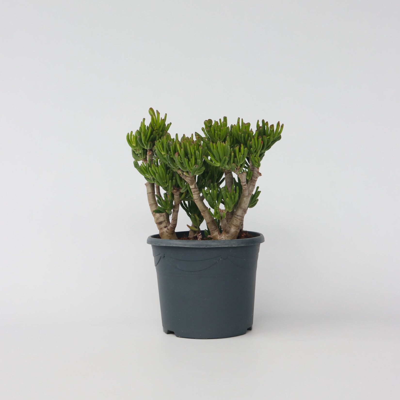 Plant in a Box – Jadepflanze – Crassula ovata ‚Hobbit‘ – Höhe 55-60cm – Topf 30cm | 06097222392307