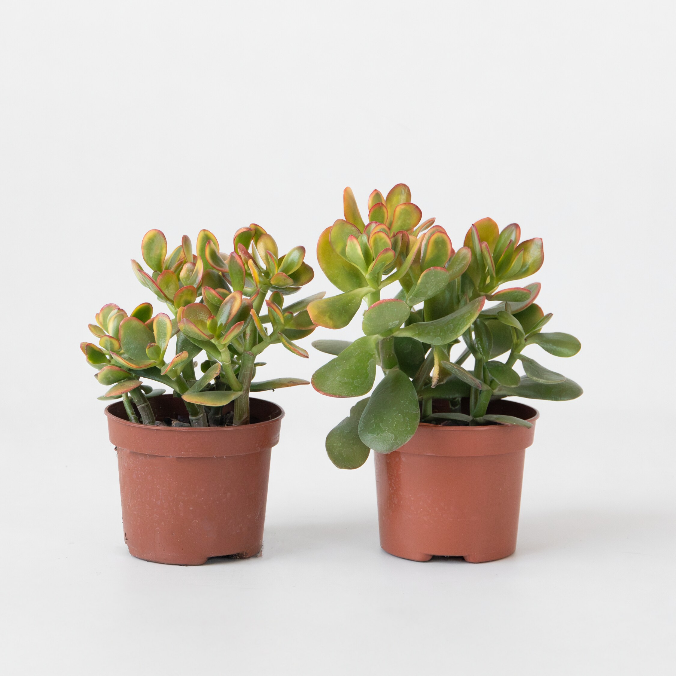 Plant in a Box - Jadepflanze - 2er Set - Crassula ovata 'Sunset' - H&ouml;he 15-20cm - Topf 12cm - Bild 1