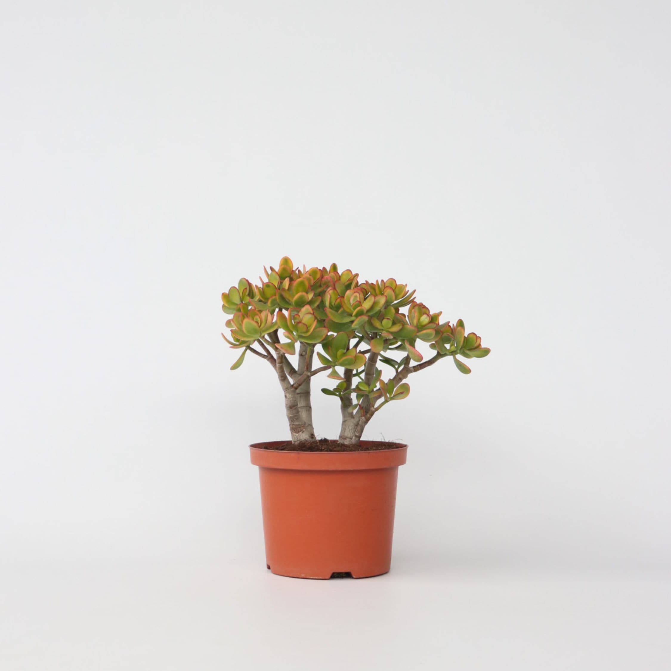 Plant in a Box - Jadepflanze - Crassula ovata 'Sunset' - H&ouml;he 30-35cm - Topf 17cm - Bild 1