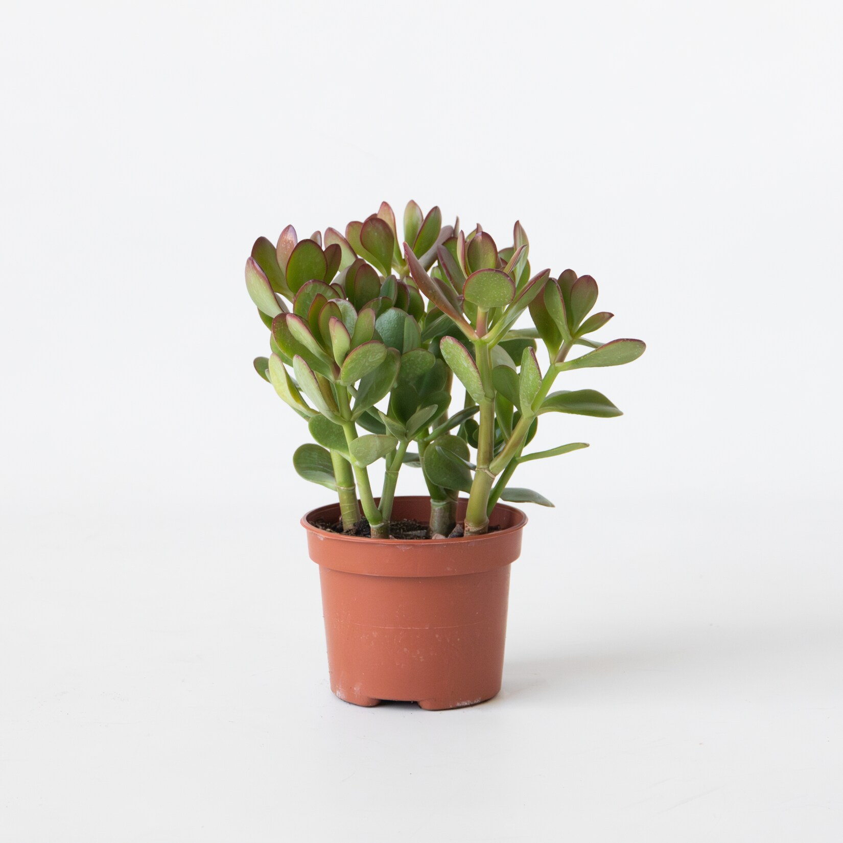 Plant in a Box – Jade-Pflanze – Crassula ovata – Höhe 15-25cm – ø12cm | 08721278902262