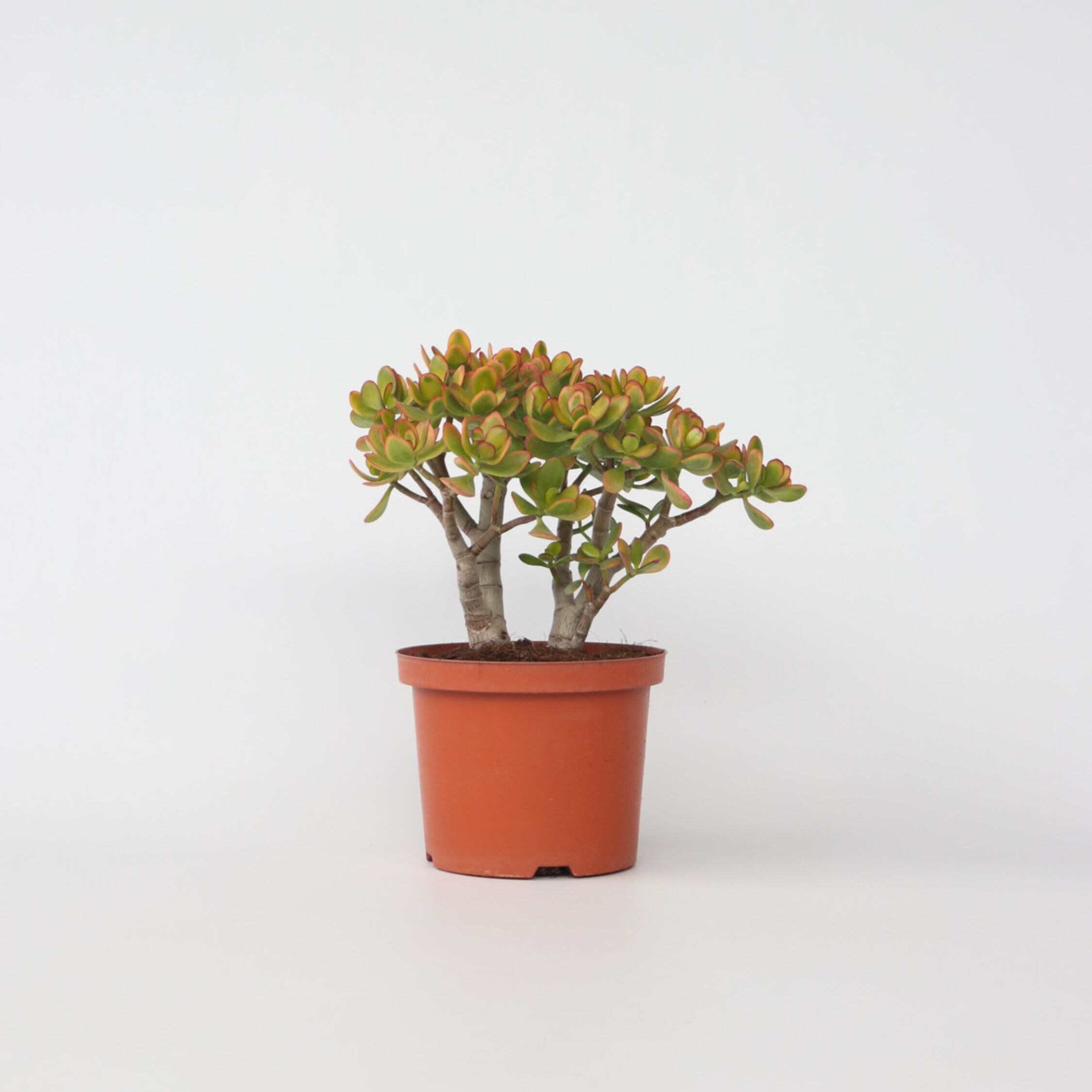 Plant in a Box - Jadepflanze - Crassula ovata 'Sunset' - H&ouml;he 45-50cm - Topf 23cm - Bild 1