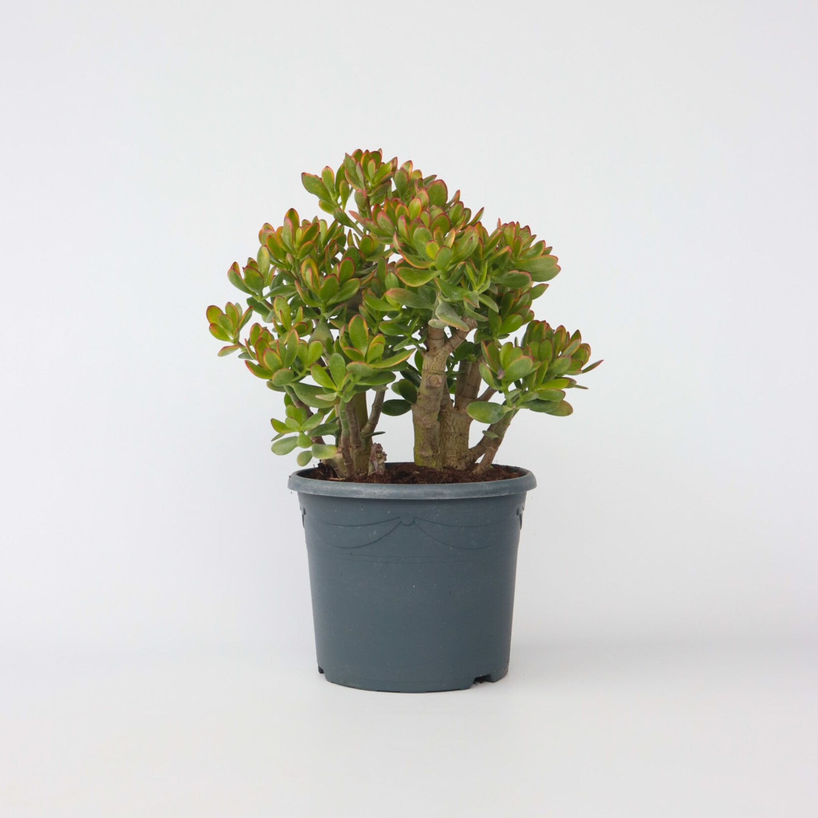 Plant in a Box – Jadepflanze – Crassula ovata ‚Sunset‘ – Höhe 55-60cm – Topf 30cm | 06097222464448