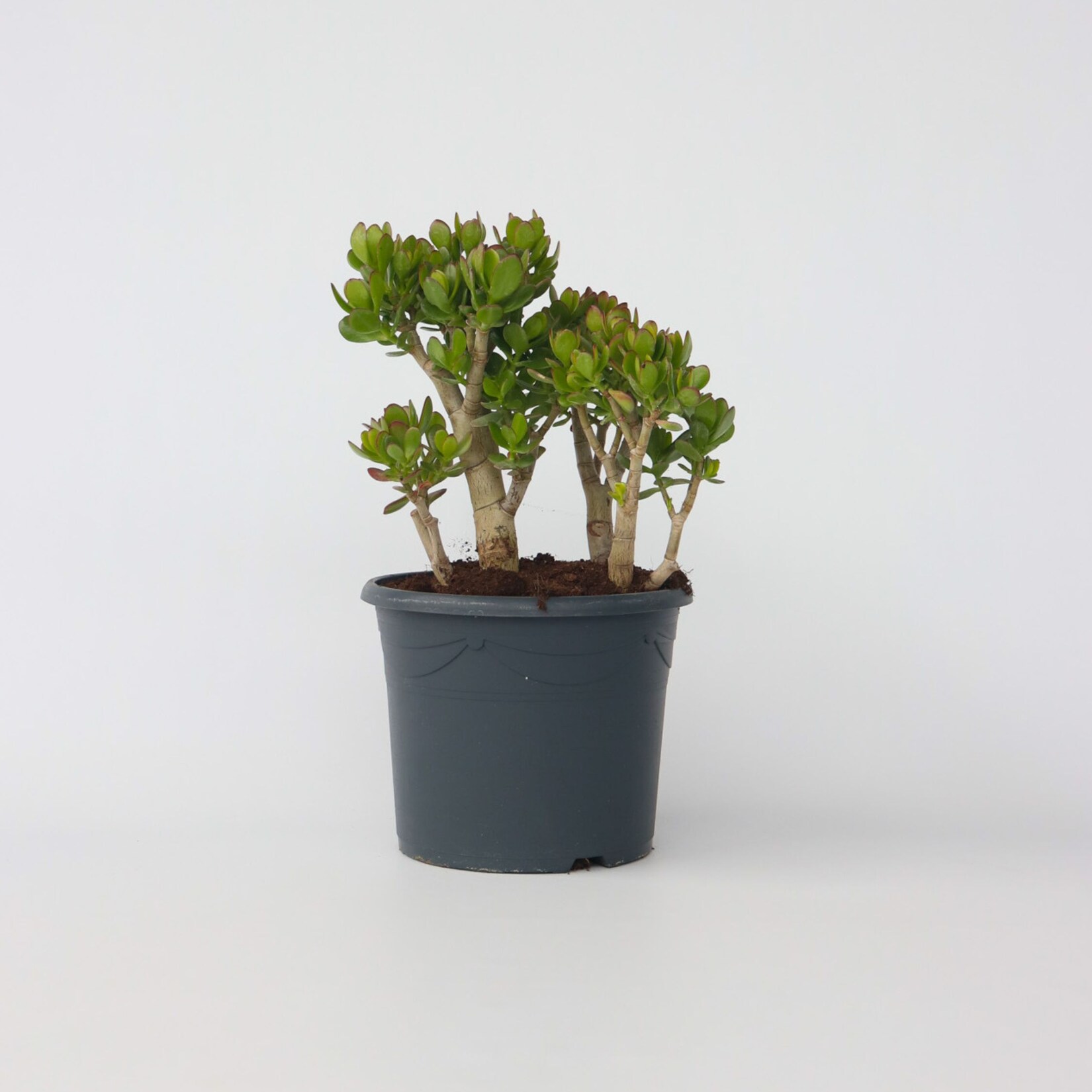 Plant in a Box – Jadepflanze – Crassula ovata ‚Minor‘ – Höhe 60-65cm – Topf 30cm | 06097223662638