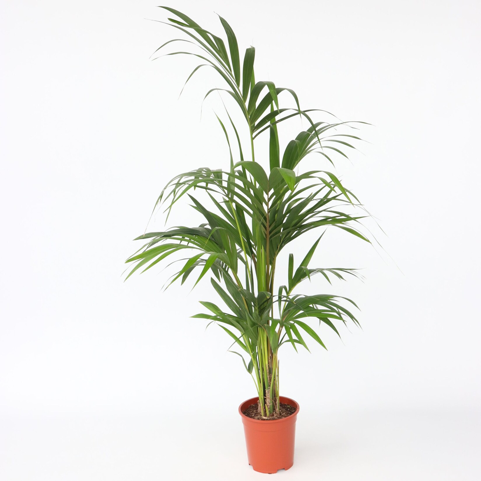 Plant in a Box – Kentia Palme – Howea forsteriana – Höhe 130-140cm – Topf 21cm | 07428475089987