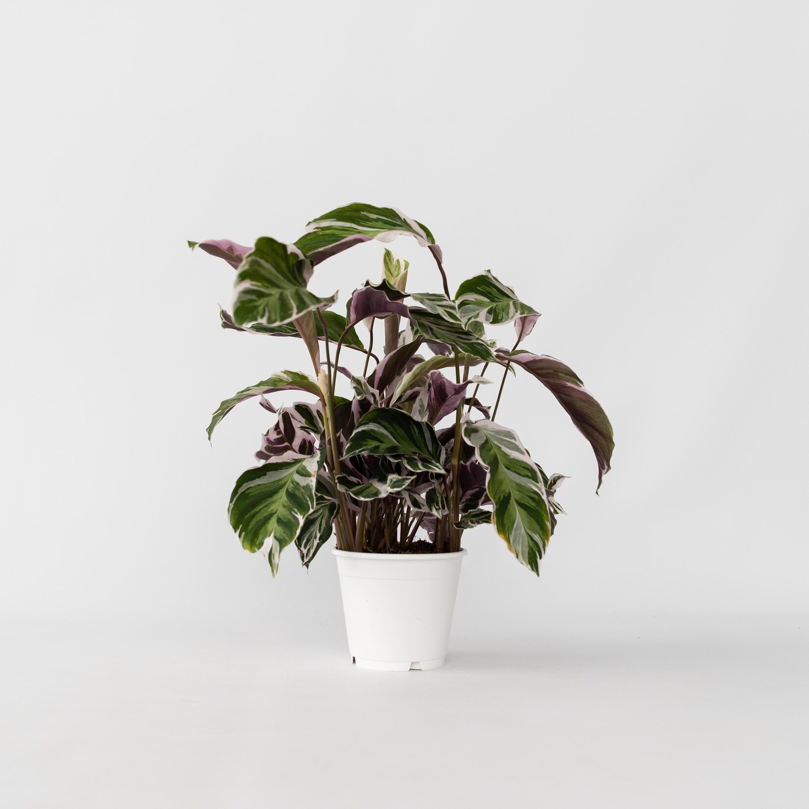 Plant in a Box – Korbmarante – Calathea Lietzei ‚White Fusion‘ – Höhe 30-40cm – Topf 14cm | 07428476491833