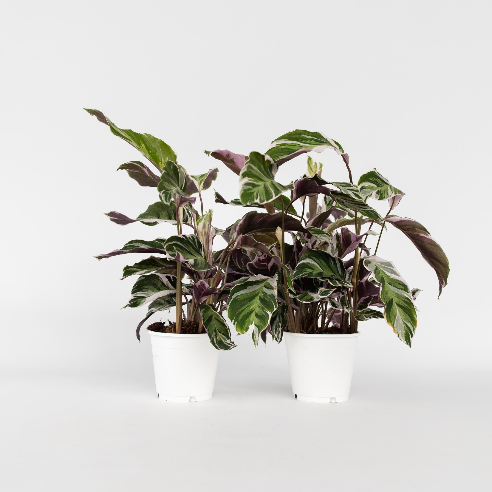 Plant in a Box – Korbmarante – 2 Stk – Calathea Lietzei ‚White Fusion‘ – Höhe 30-40cm – Topf 14cm | 07428471380613