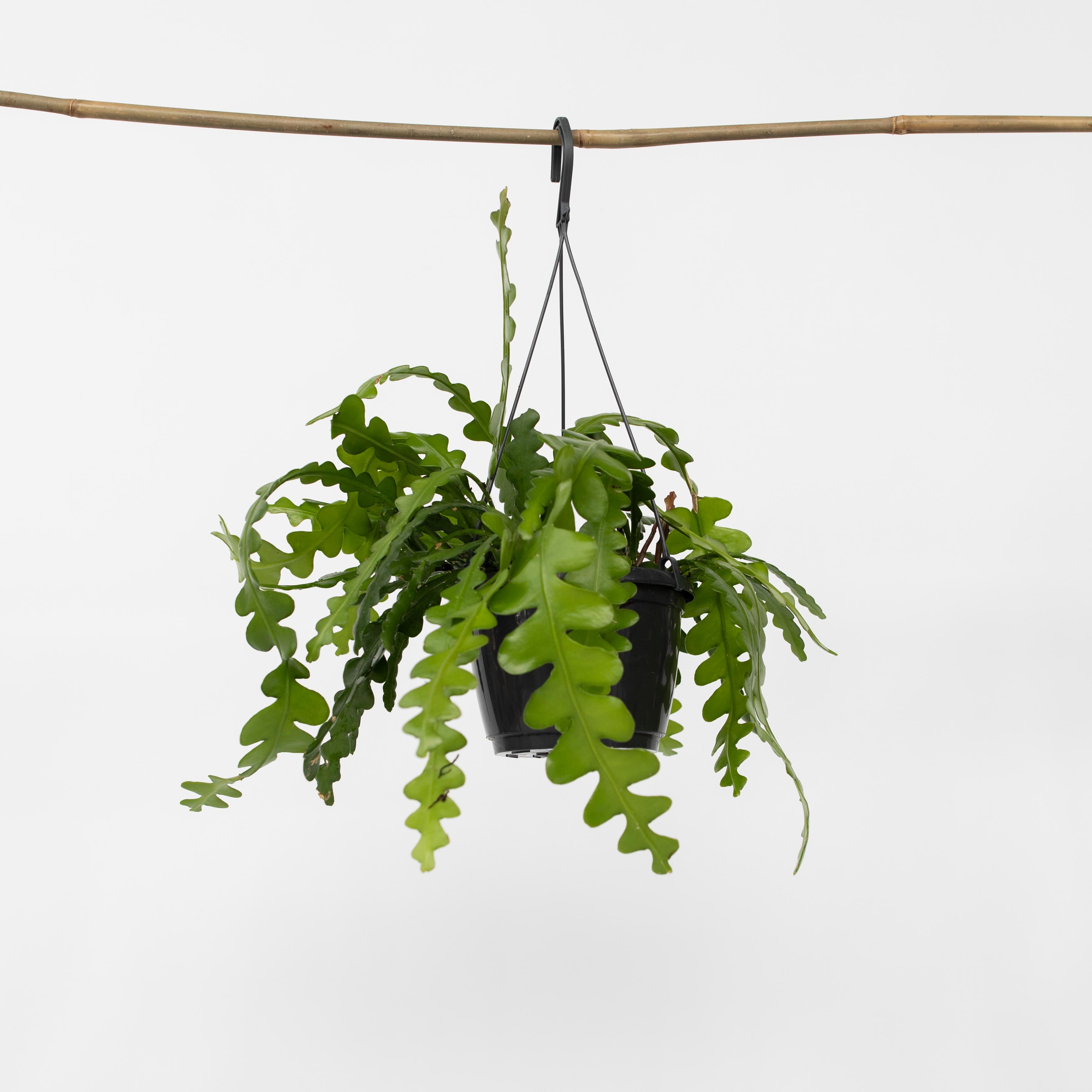 Plant in a Box - S&auml;geblattkaktus - Epiphyllum 'Anguliger' - H&ouml;he 30-40cm - Topf 15cm - Bild 1