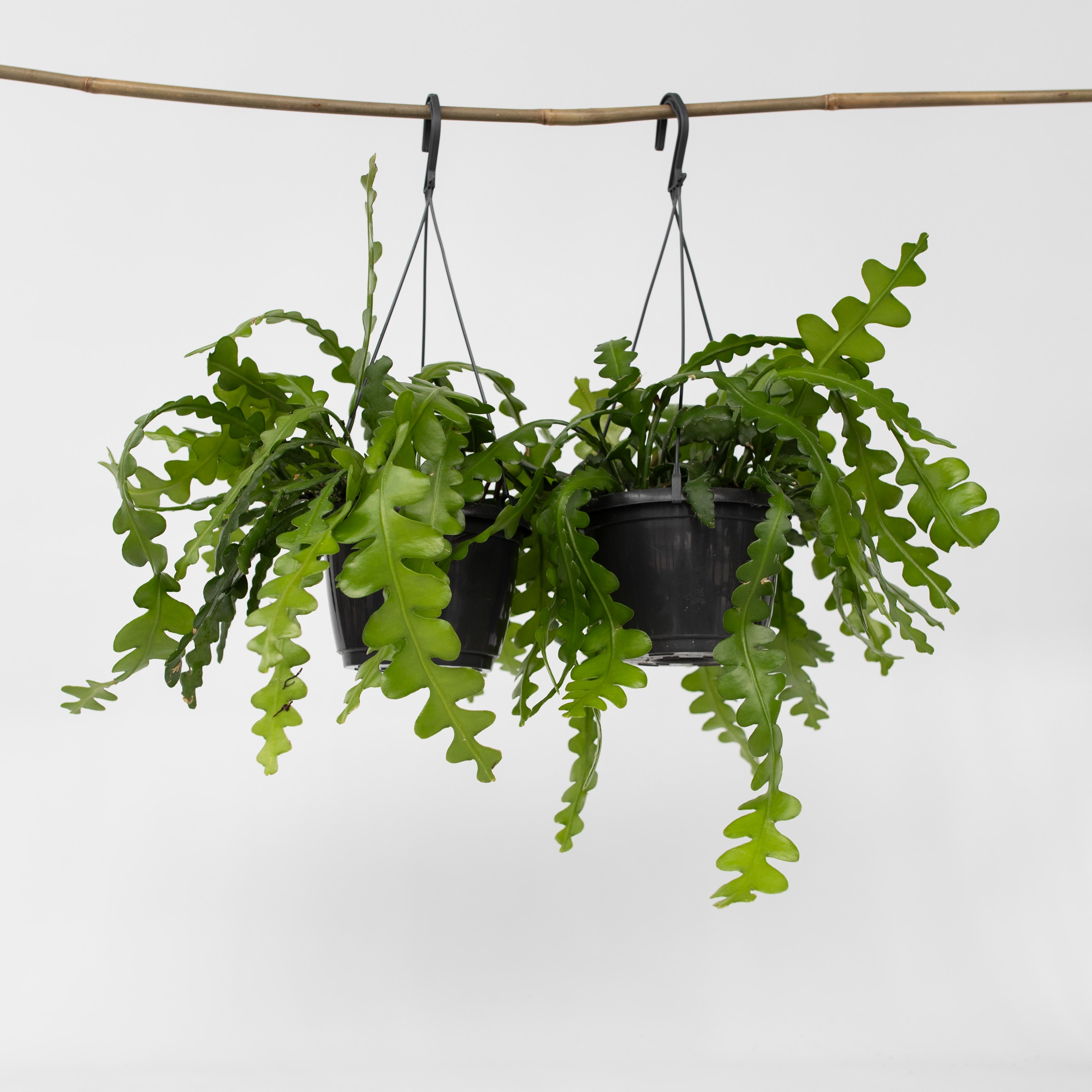 Plant in a Box - S&auml;geblattkaktus - 2 Stk - Epiphyllum 'Anguliger' - H&ouml;he 30-40cm - Topf 15cm - Bild 1