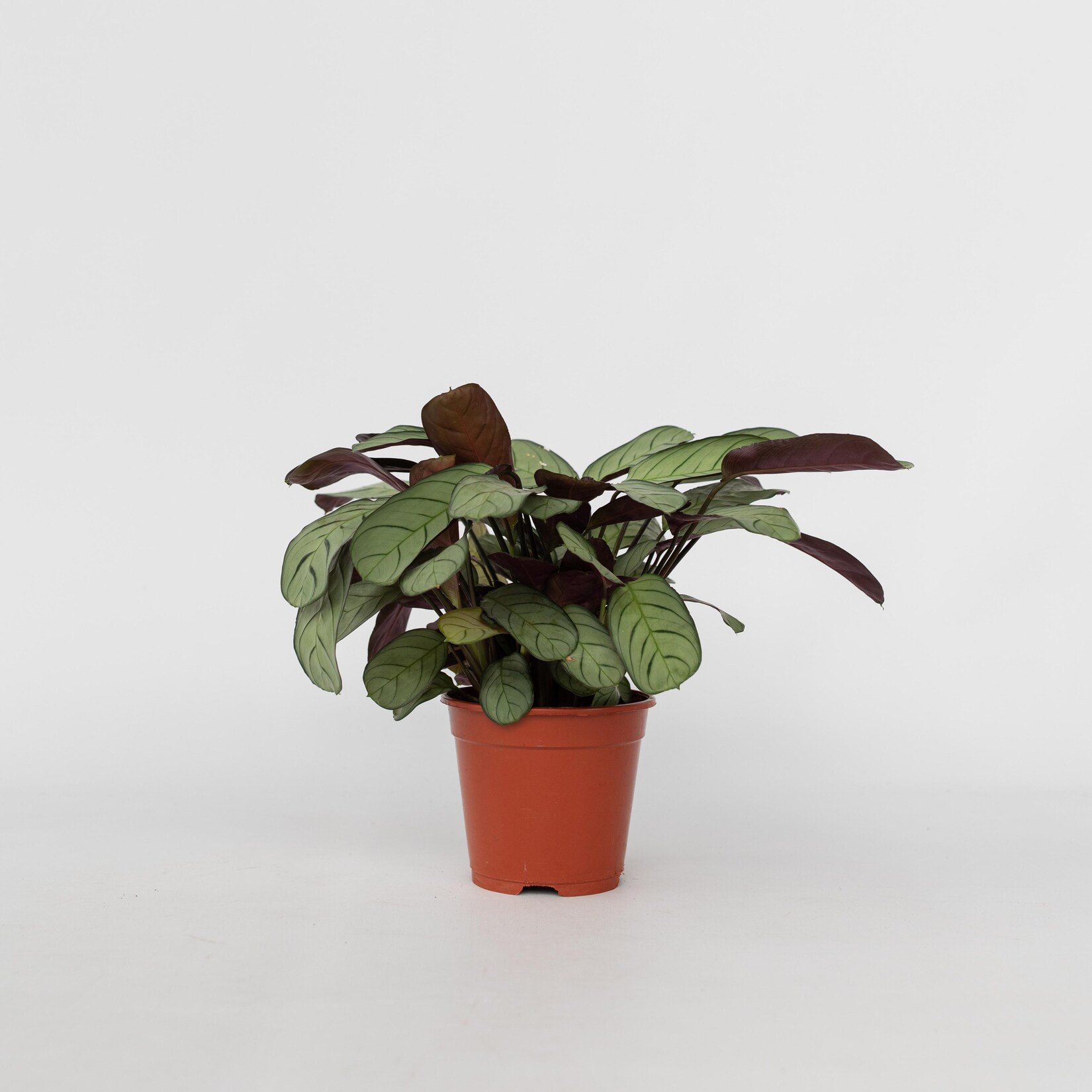Plant in a Box – Marante – Ctenanthe burle-marxii ‚Amagris‘ – Höhe 25-35cm – Topf 14cm | 06097243747711