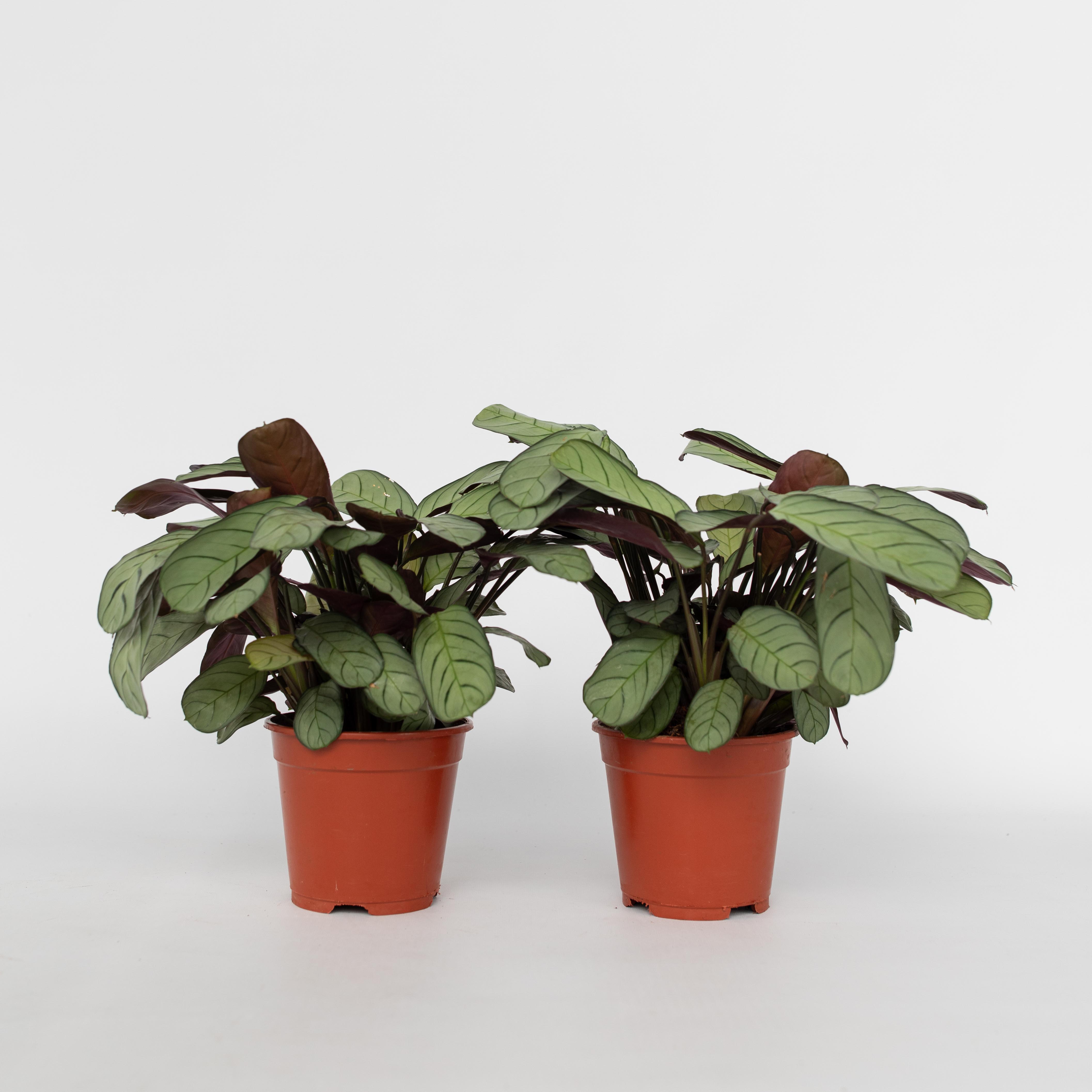 Plant in a Box - Marante - 2 Stk - Ctenanthe Burle-Marxii 'Amagris' - H&ouml;he 25-35cm - Topf 14cm - Bild 1