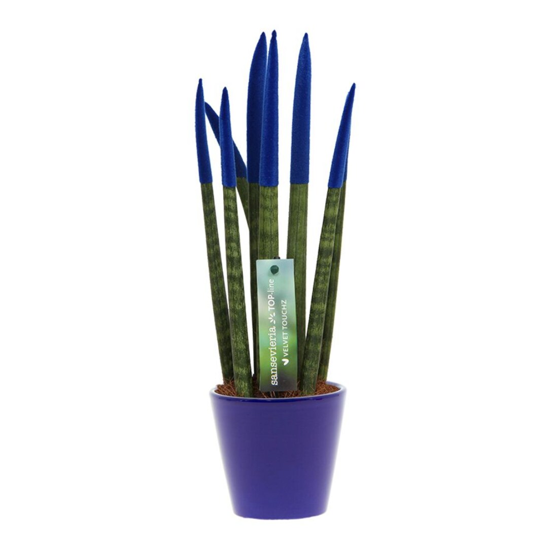 Plant in a Box – Zylindrischer Bogenhanf – Sansevieria cylindrica – Höhe 20-40cm – Topf 9cm | 06097235278223