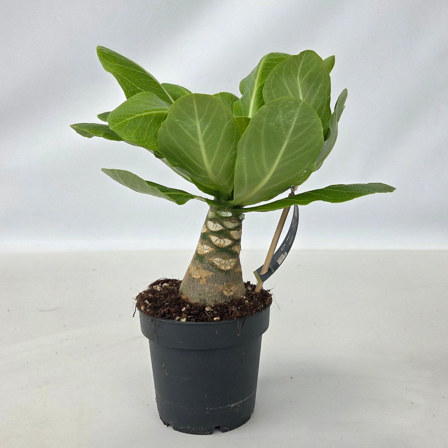 Plant in a Box - Hawaii-Palme - Brighamia insignis - H&ouml;he 25-35cm - Topf 12cm - Bild 1