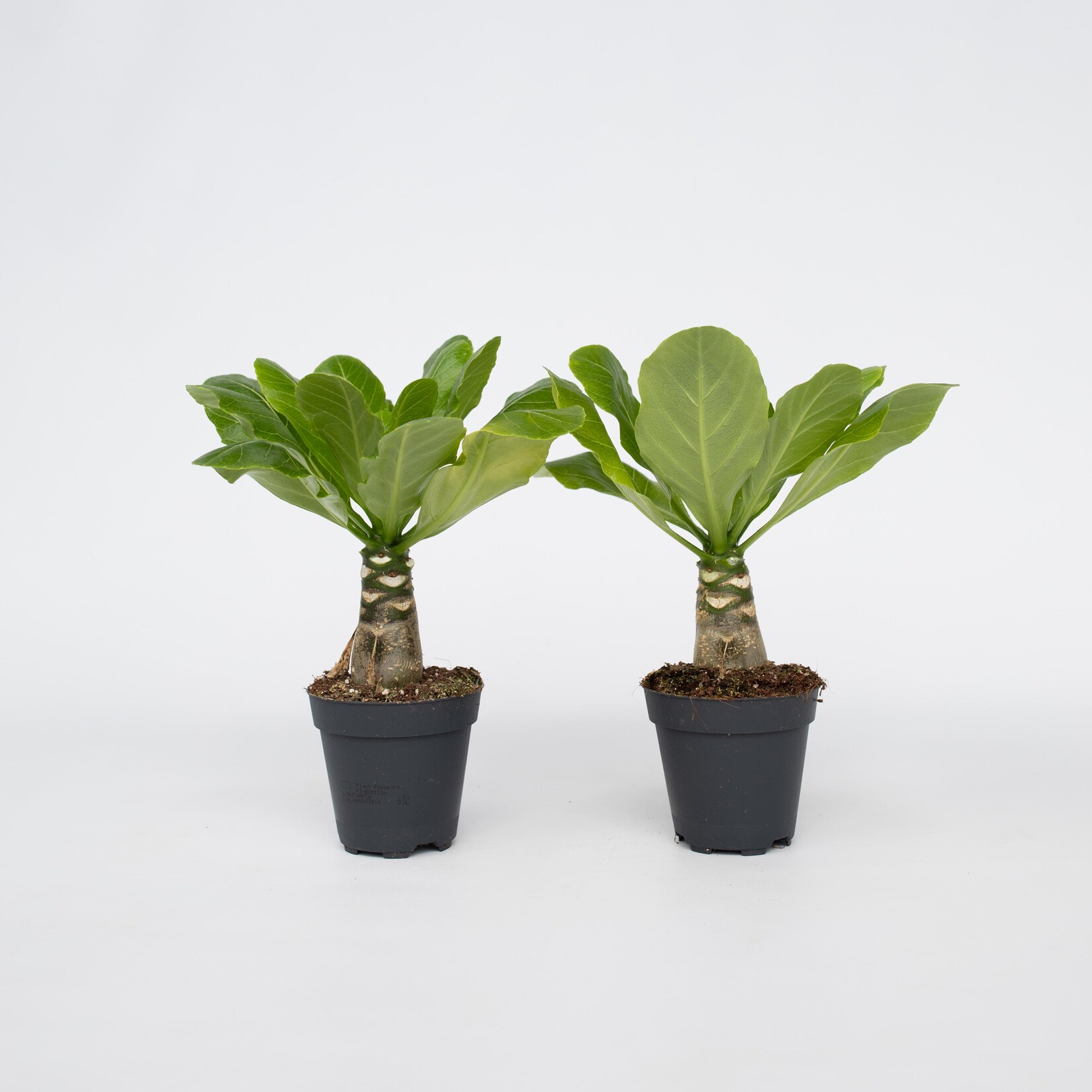 Plant in a Box – Hawaiian Palme – 2 Stk – Brighamia ‚Insignis‘ – Höhe 25-35cm – Topf 12cm | 07428474808008