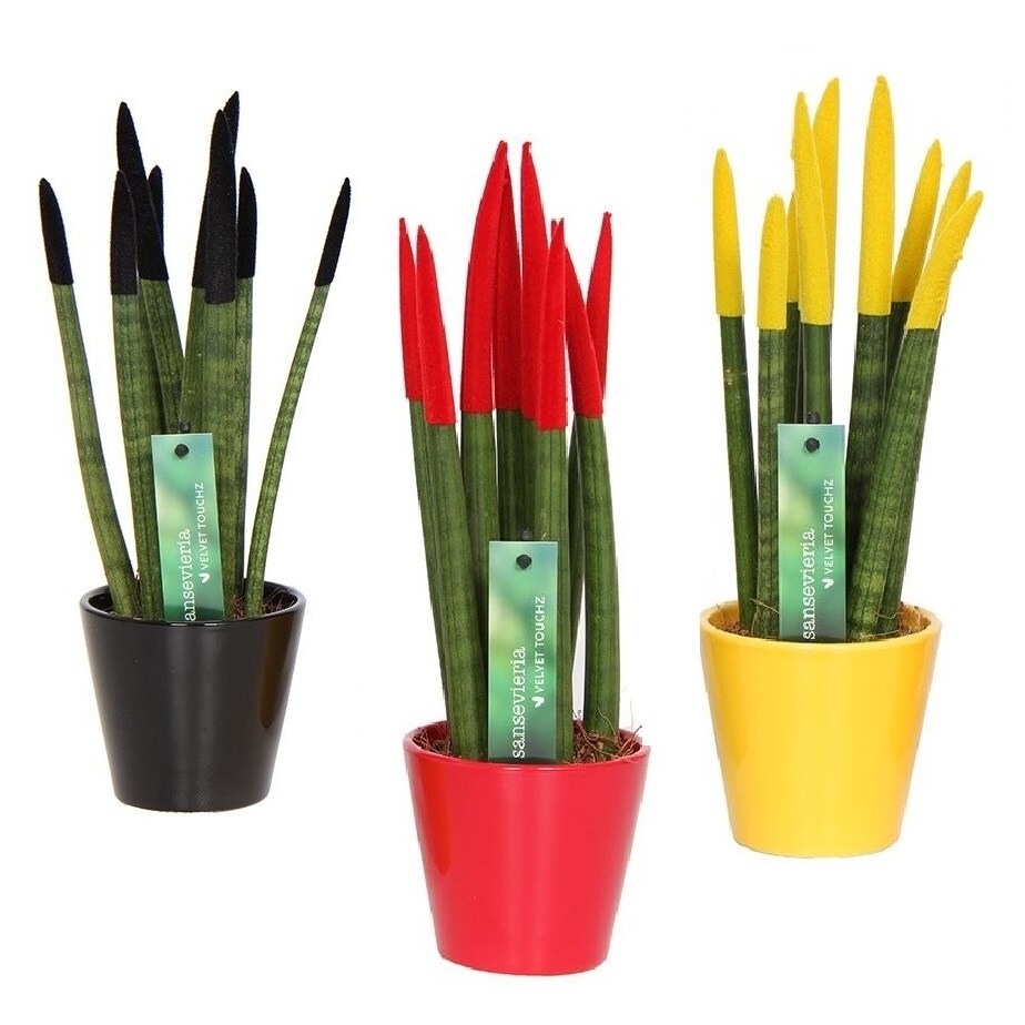 Plant in a Box – Zylindersansevieria – 3 Stk – Sansevieria cylindrica – Höhe 20-40cm – Topf 9cm | 07428474989790