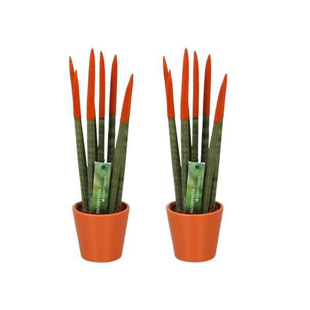 Plant in a Box - Zylindersansevieria - 2 Stk - Sansevieria cylindrica - H&ouml;he 20-40cm - Topf 9cm - Bild 1