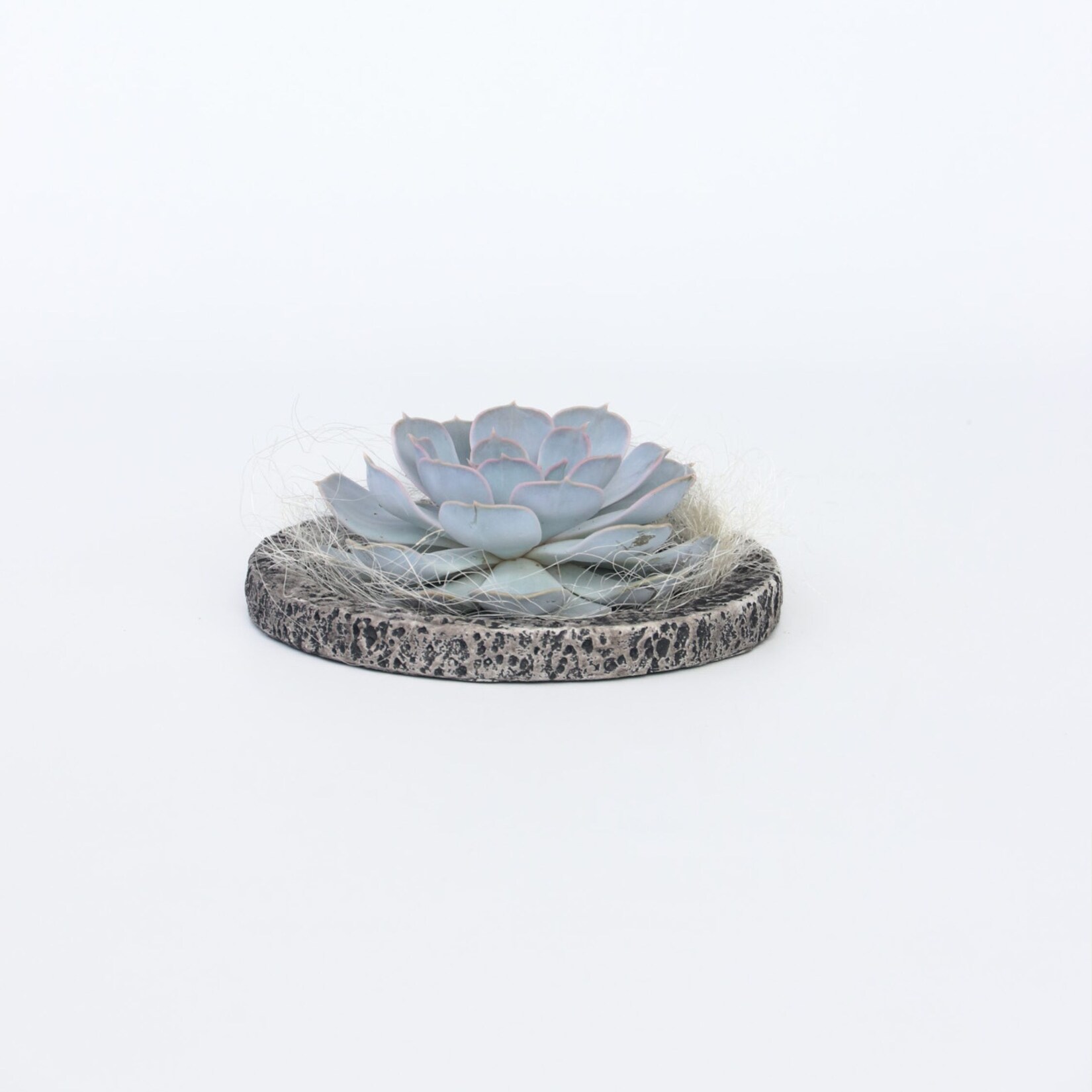 Plant in a Box – Koala Bowl – Echeveria lilacina – Höhe 8cm | 06097230739705
