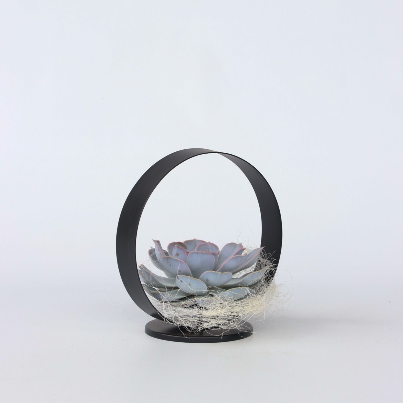 Plant in a Box – Metallkreis – Echeveria lilacina – Höhe 20cm | 06097229578551