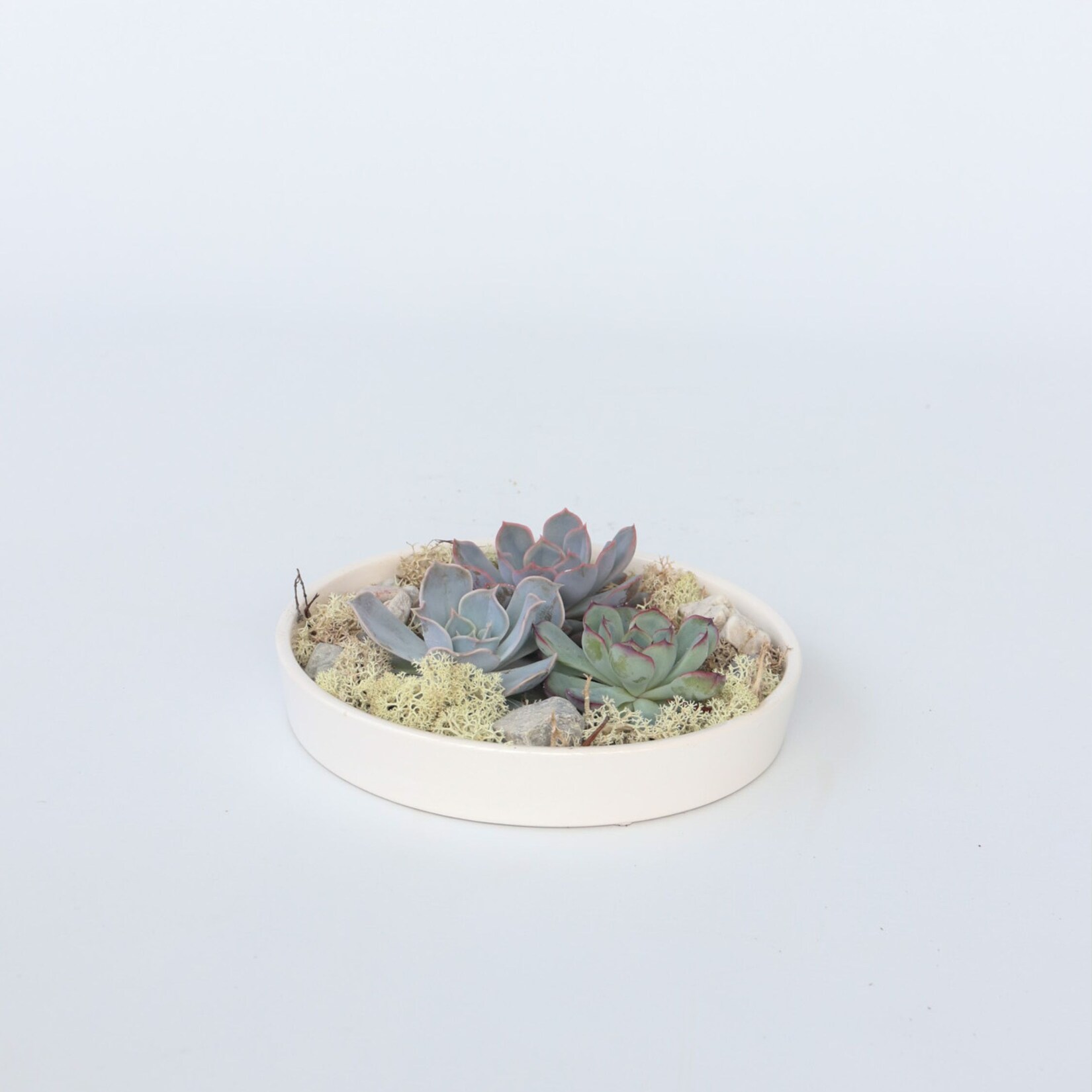 Plant in a Box – Garden Mix Weiß – Echeveria lilacina – Höhe 8cm | 06097228198156