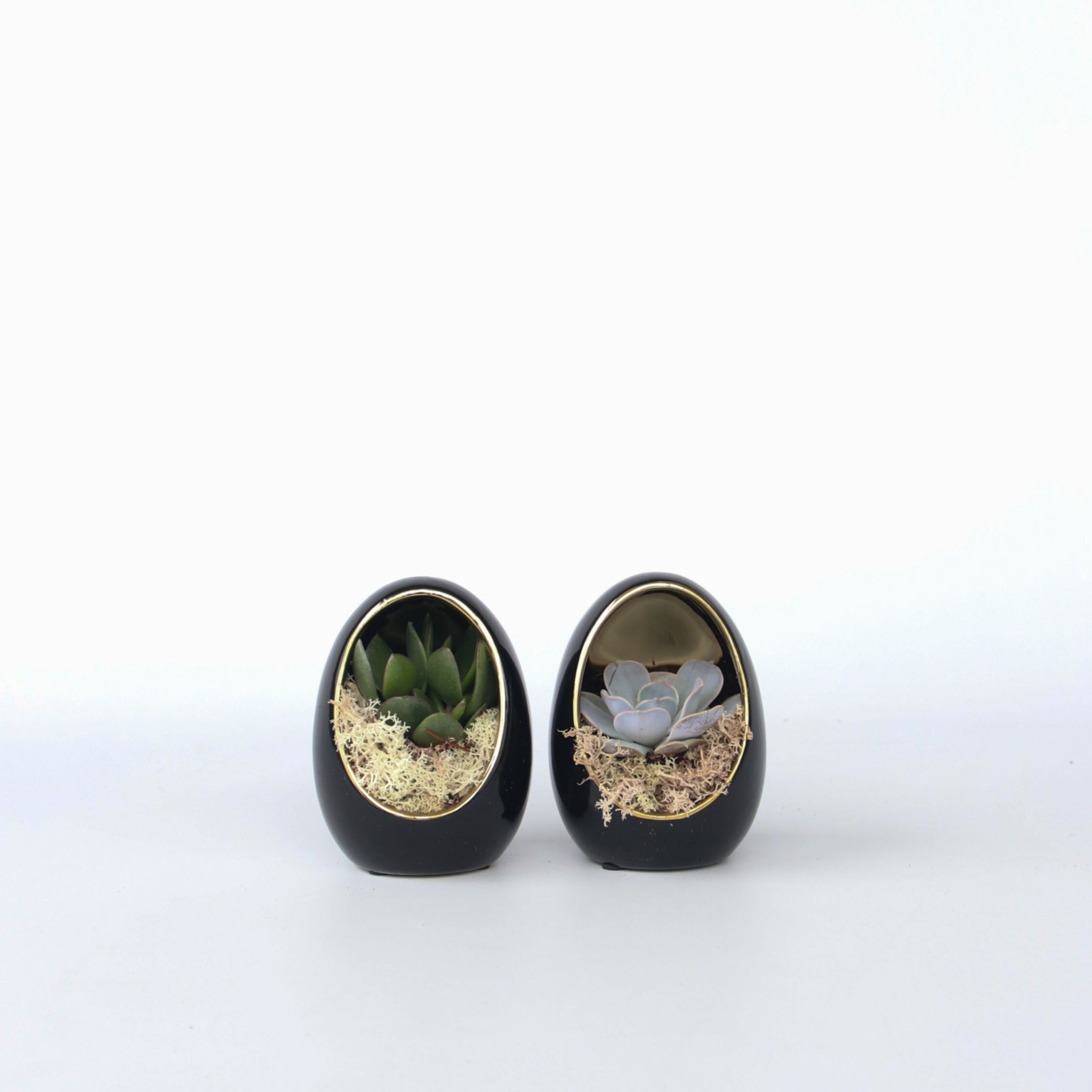 Plant in a Box - Deko-Ei - 2 Stk - Echeveria lilacina - H&ouml;he 12cm - Bild 1