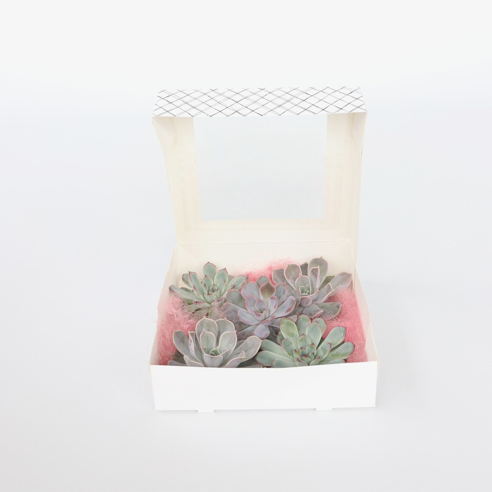 Plant in a Box – Mischung Echeveria DIY – 5 Stk – Echeveria lilacina – Höhe 7cm | 06097227096026