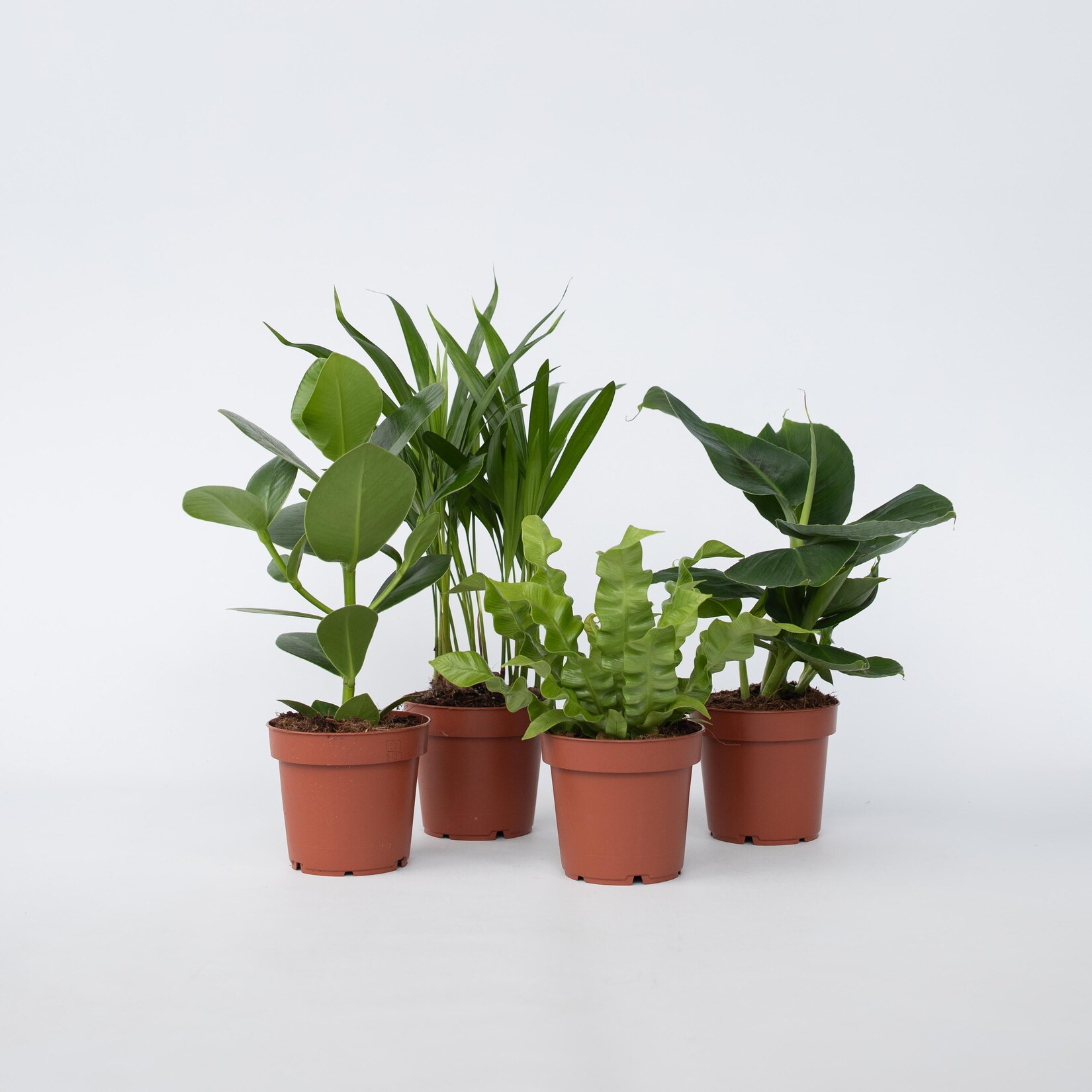Plant in a Box – Zimmerpflanzen ‚Grünes Quartett‘ – 4 Stk – Höhe 25-40cm – Topf 12cm | 07428476688004