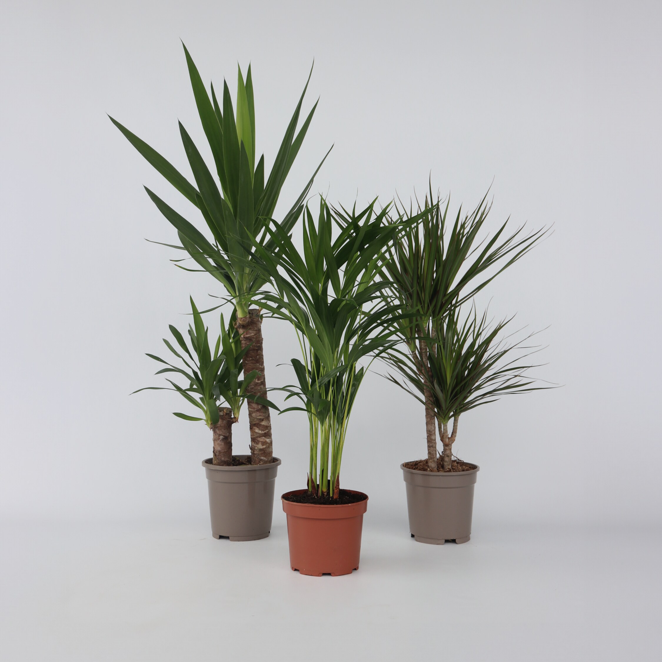 Plant in a Box - Set aus gro&szlig;en Zimmerpalmen - 3 Stk - Indoor Palmmix XL - H&ouml;he 70-90cm - Topf 17cm - Bild 1