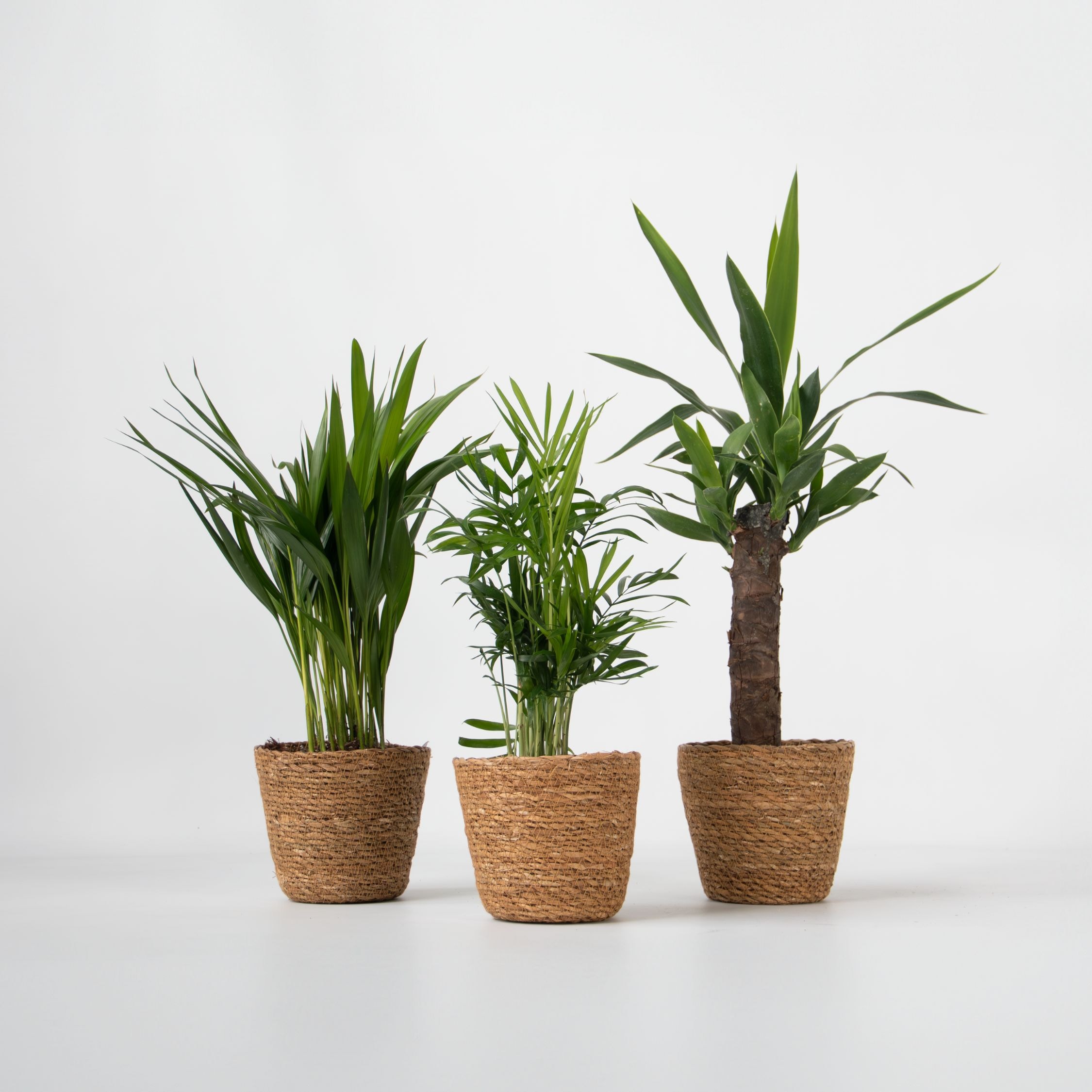 Plant in a Box - Set aus 3 Mini-Palmen inkl. K&ouml;rbe - H&ouml;he 25-40cm - Topf 12cm - Bild 1