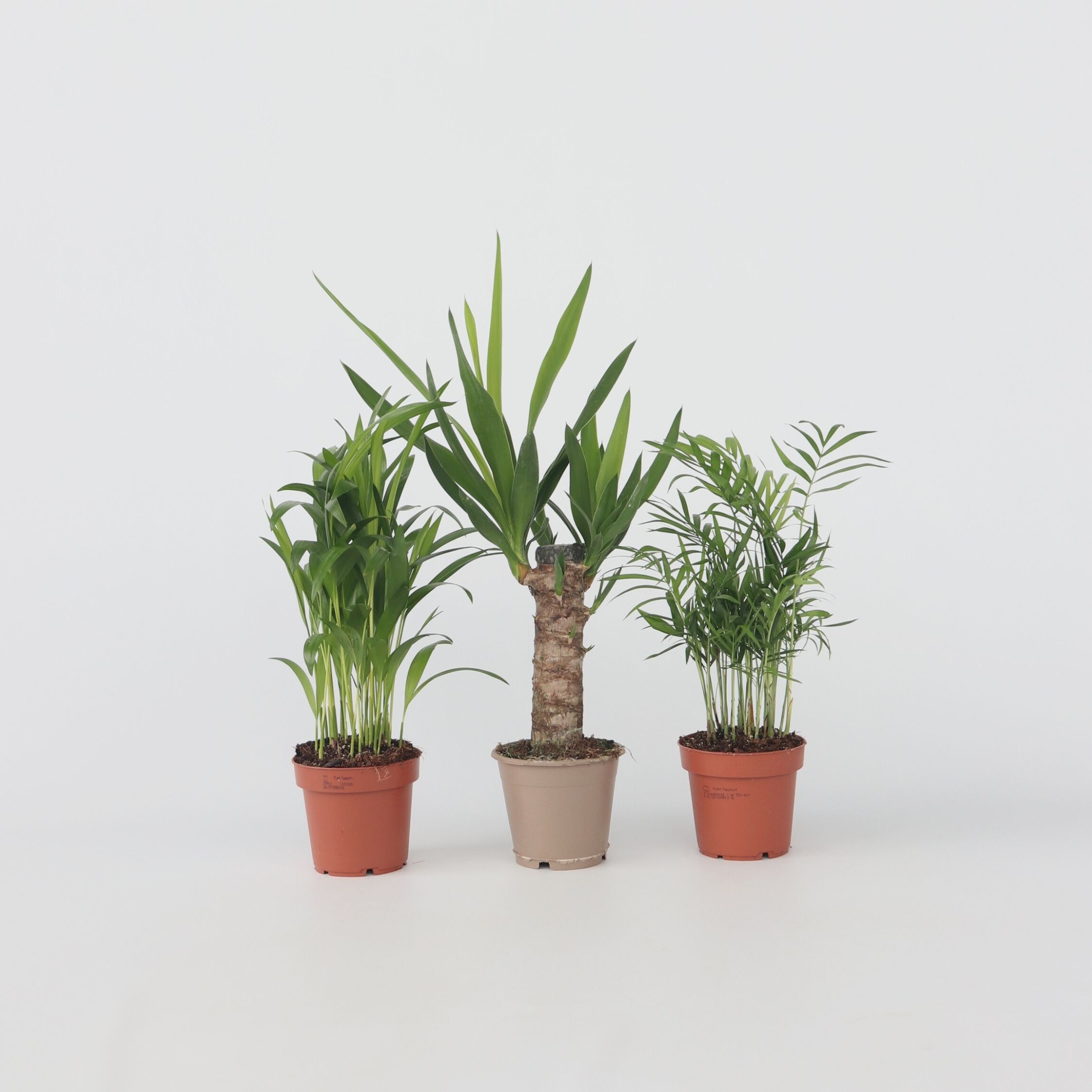 Plant in a Box - Kleine Zimmerpalmen - 3 Stk - Mini Indoor Palm Mix - H&ouml;he 25-40cm - Topf 12cm - Bild 1