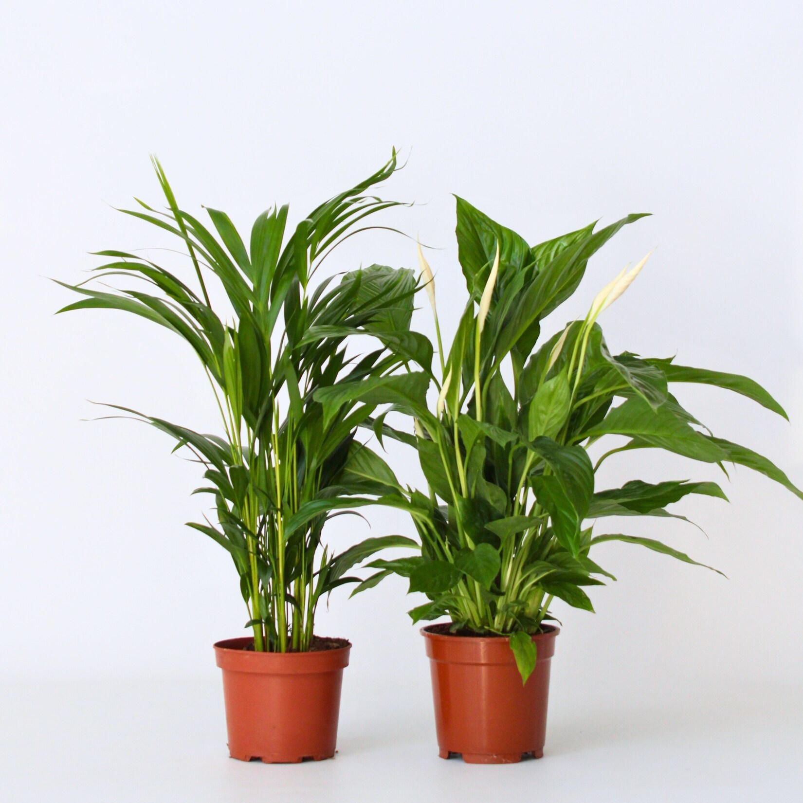 Plant in a Box – Lufreinigende Pflanzen – 2 Stk – Spathiphyllum, Dypsis – Höhe 60-75cm – Topf 17cm | 07442924148124