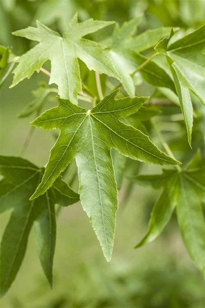 Liquidambar styraciflua, Amberbaum, 150&ndash;175 cm - Bild 1