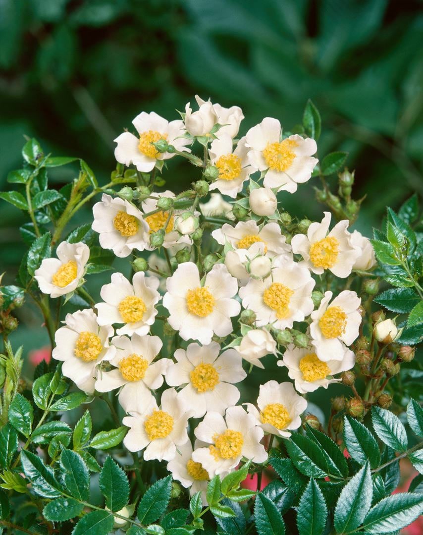 Rosa arvensis, Feldrose, wei&szlig;, 40&ndash;60 cm - Bild 1