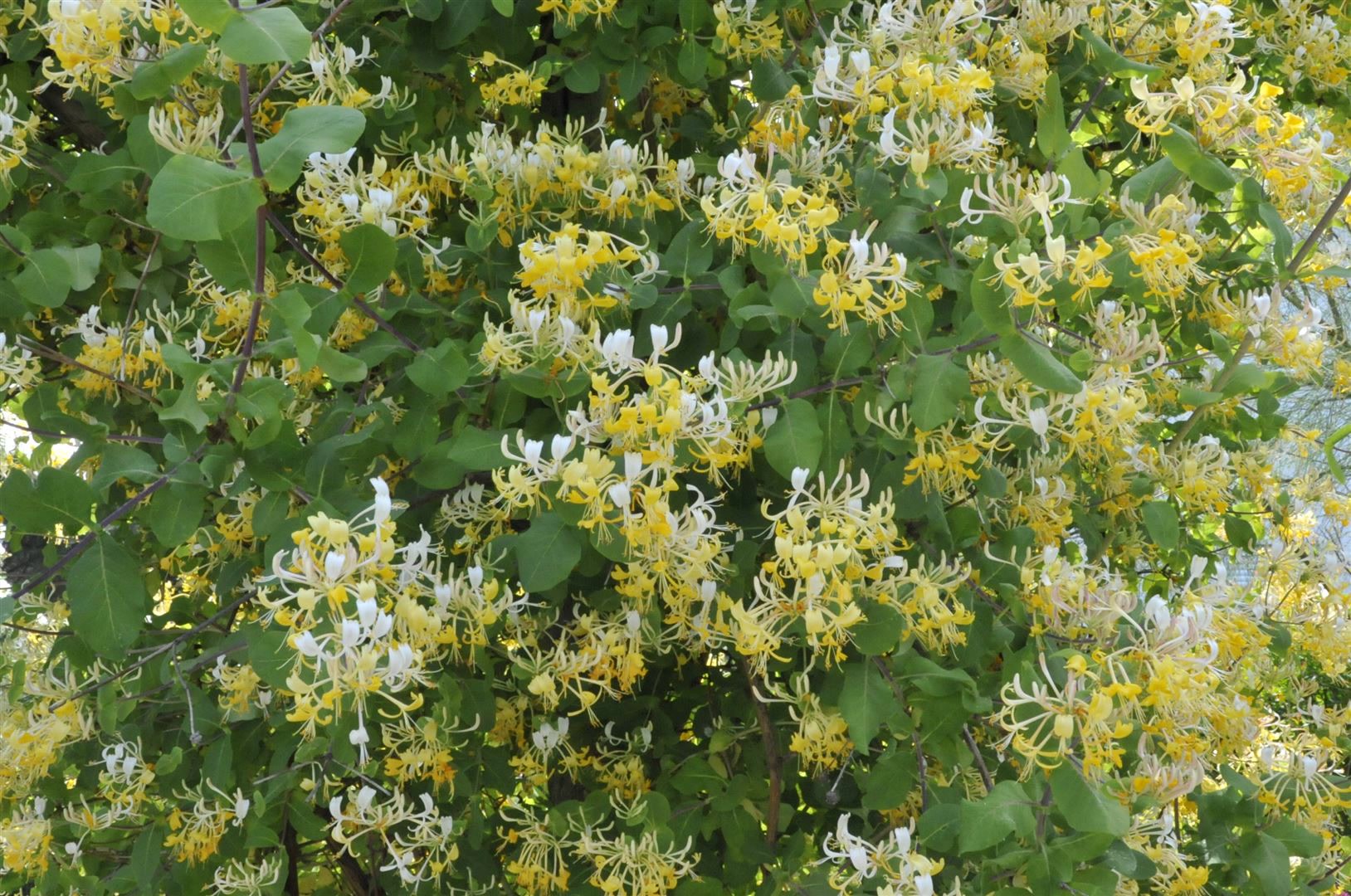 Lonicera japonica 'Halliana', Japanisches Gei&szlig;blatt, cremewei&szlig;, 40&ndash;60 cm - Bild 1