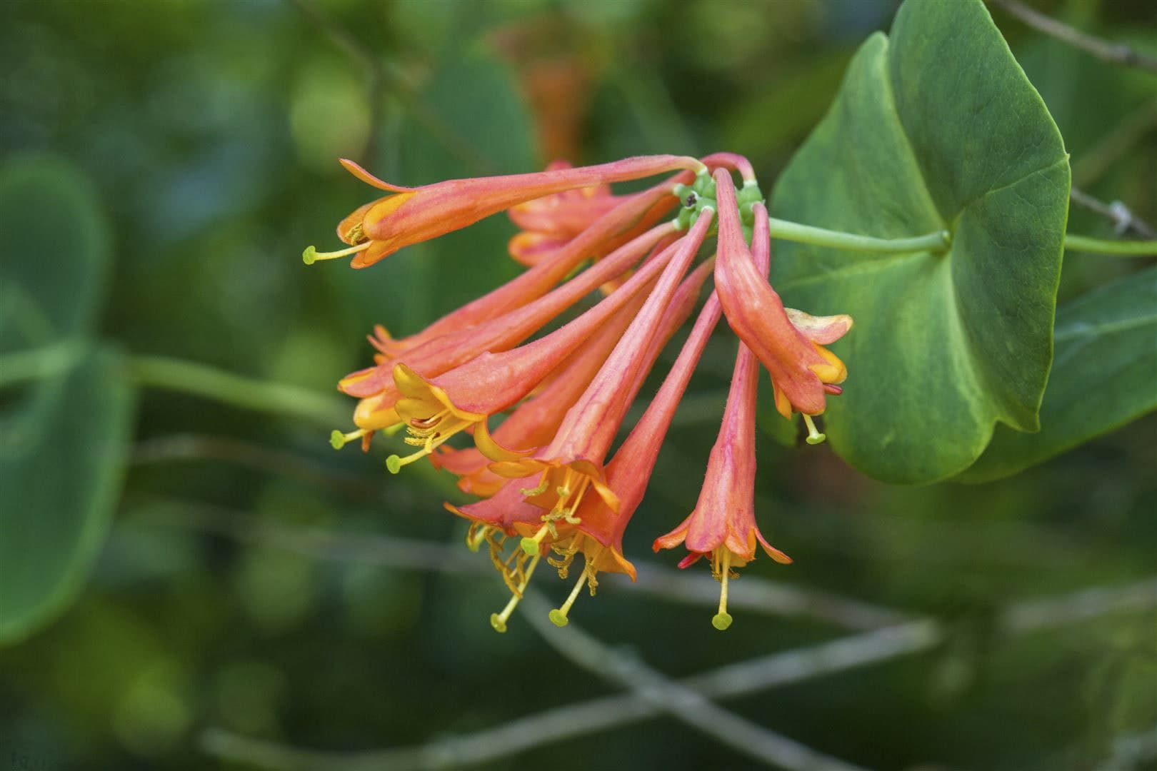 Lonicera brownii 'Dropmore Scarlet', Gei&szlig;blatt, scharlachrot, 40&ndash;60 cm - Bild 1