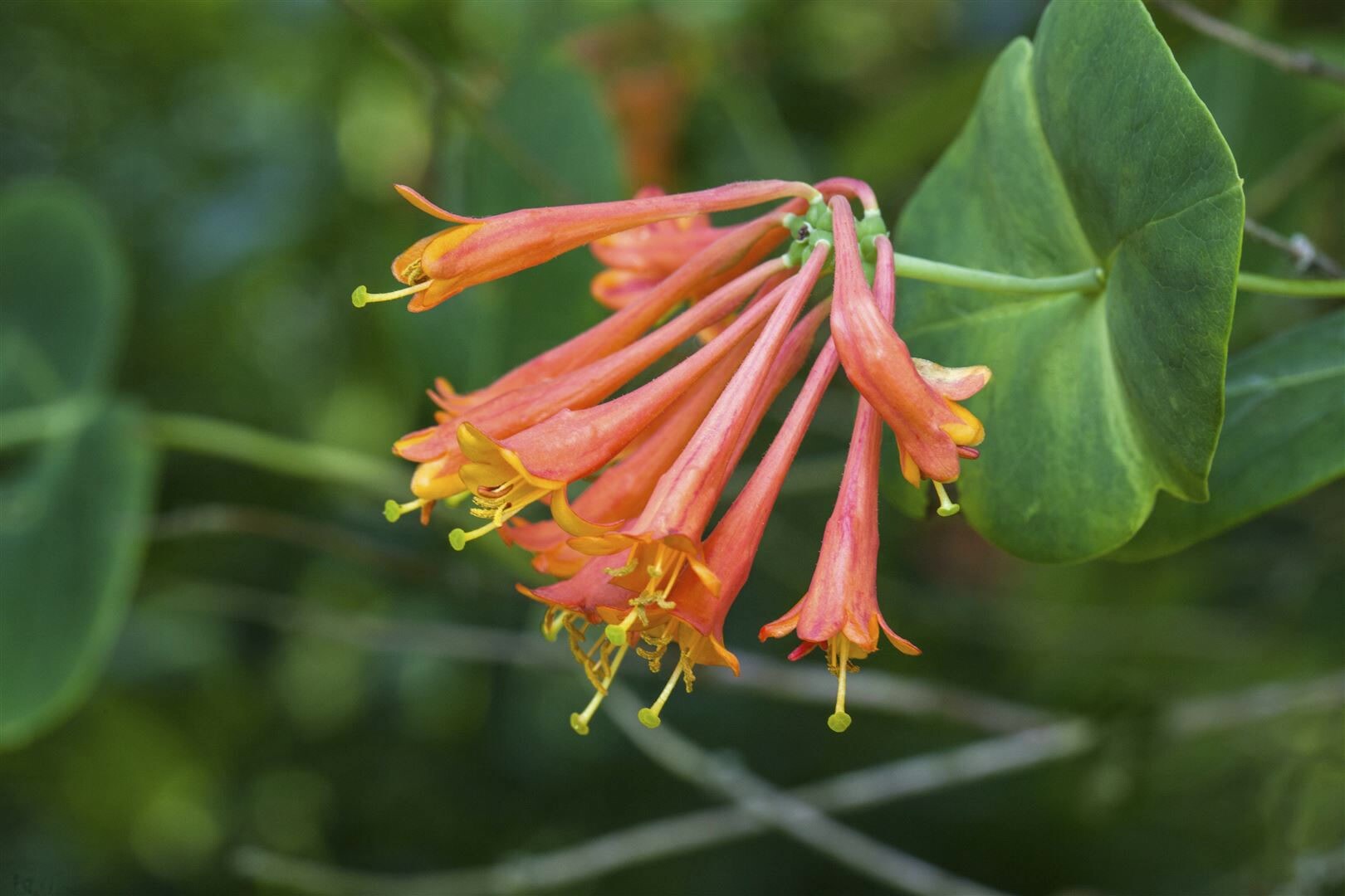 Lonicera brownii ‚Dropmore Scarlet‘, Geißblatt, scharlachrot, 40–60 cm | 04063654220053