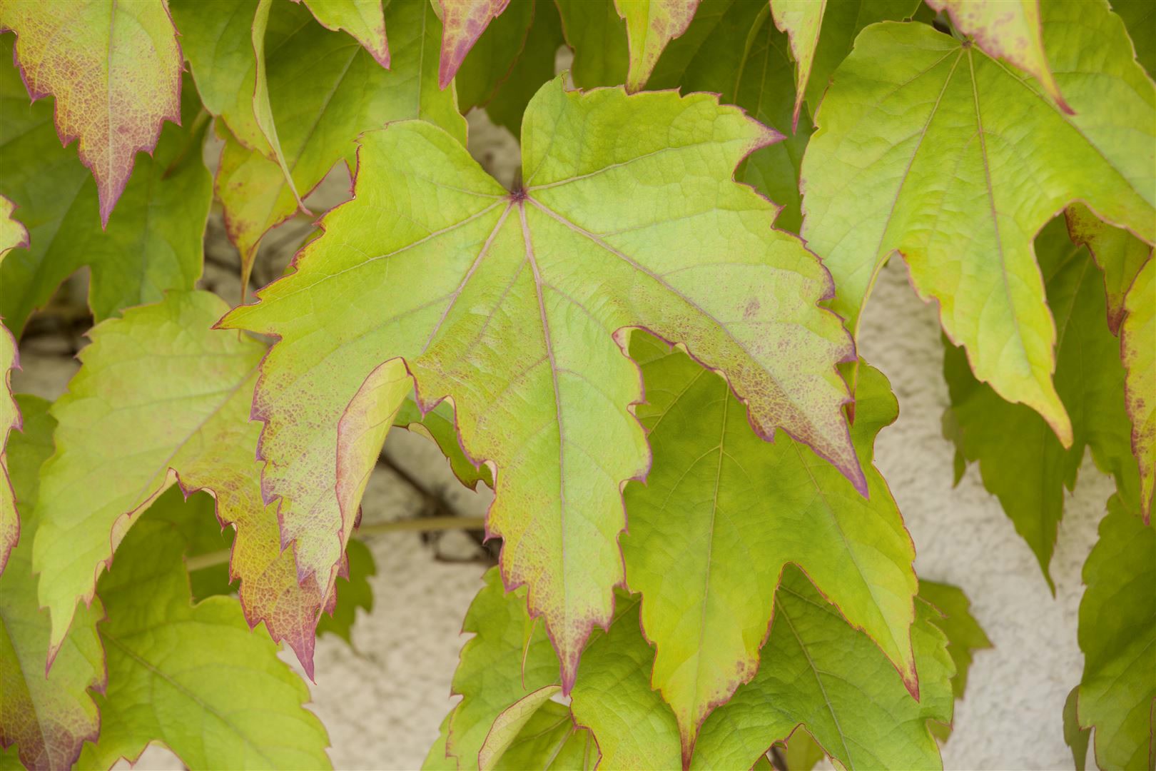 Parthenocissus tricuspidata 'Veitchii', Wilder Wein, 40&ndash;60 cm - Bild 1